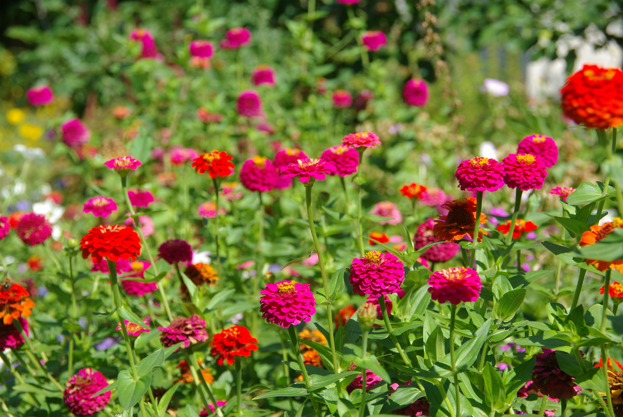 Pentax K200D sample photo. Zinnias photography
