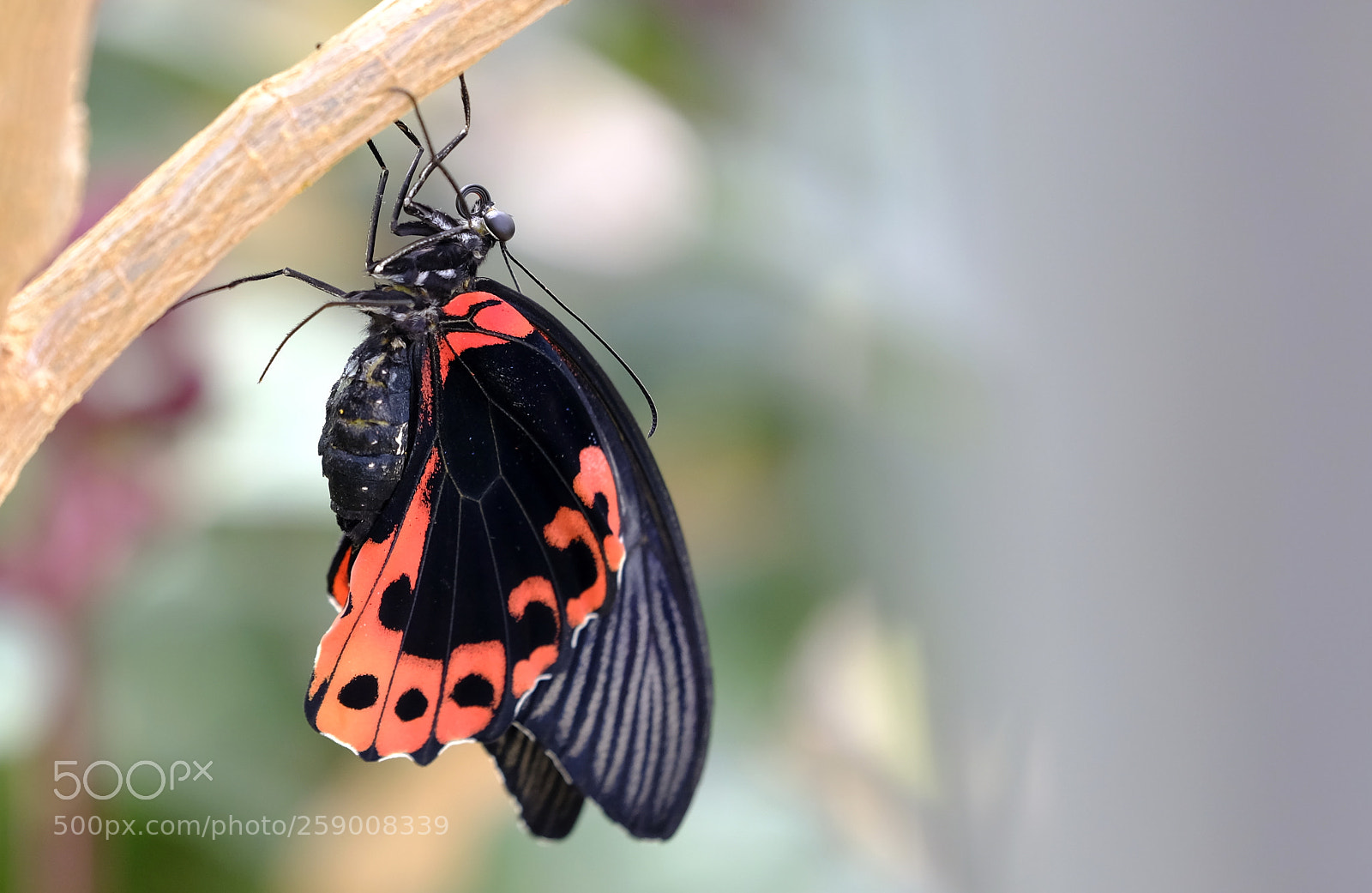 Fujifilm X-H1 sample photo. Black & red photography