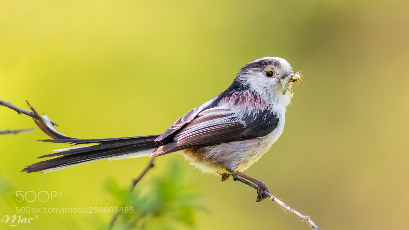 Canon EOS 7D Mark II sample photo. Long-tailed tit - staartmees photography
