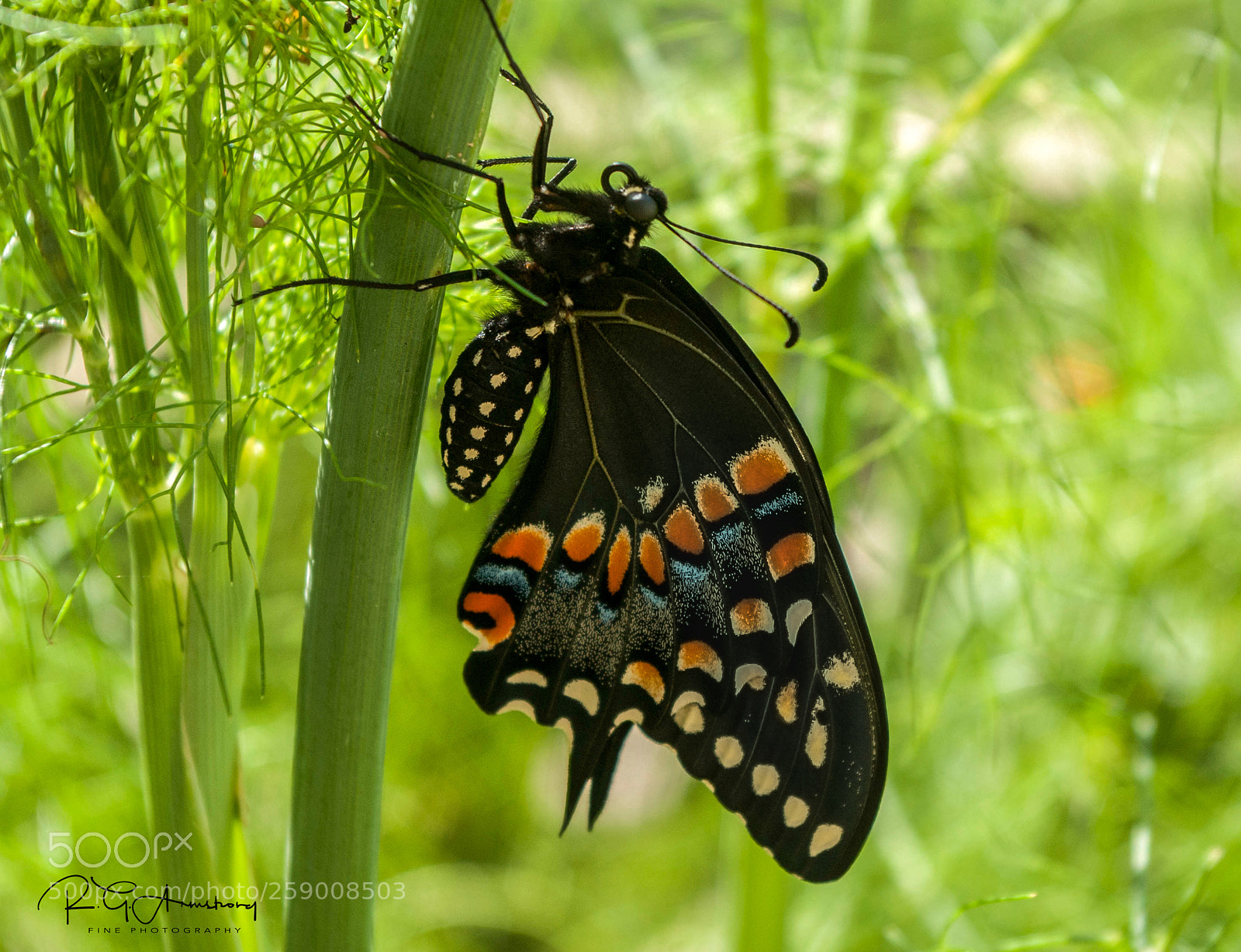 Pentax K200D sample photo. Butterfly on fennel photography