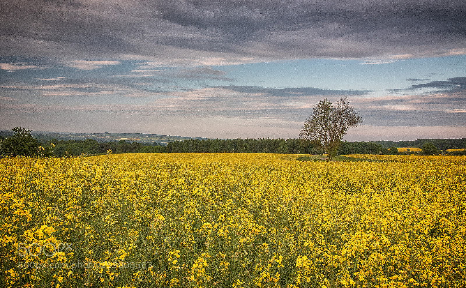 Canon EOS 7D Mark II sample photo. Yellow..... photography