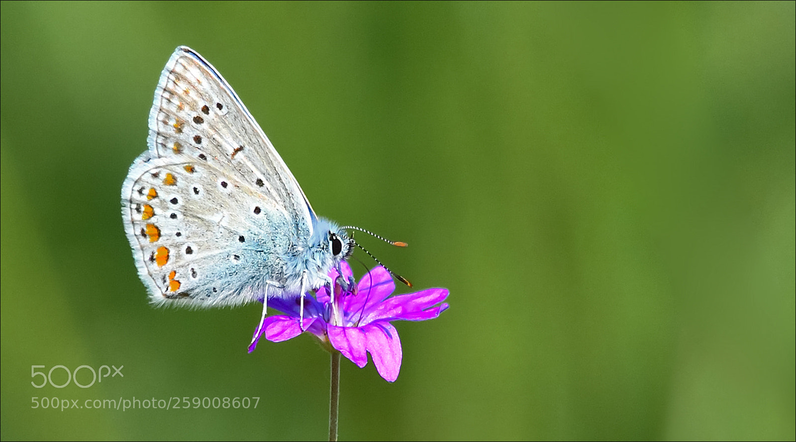 Nikon D500 sample photo. Butterfly photography
