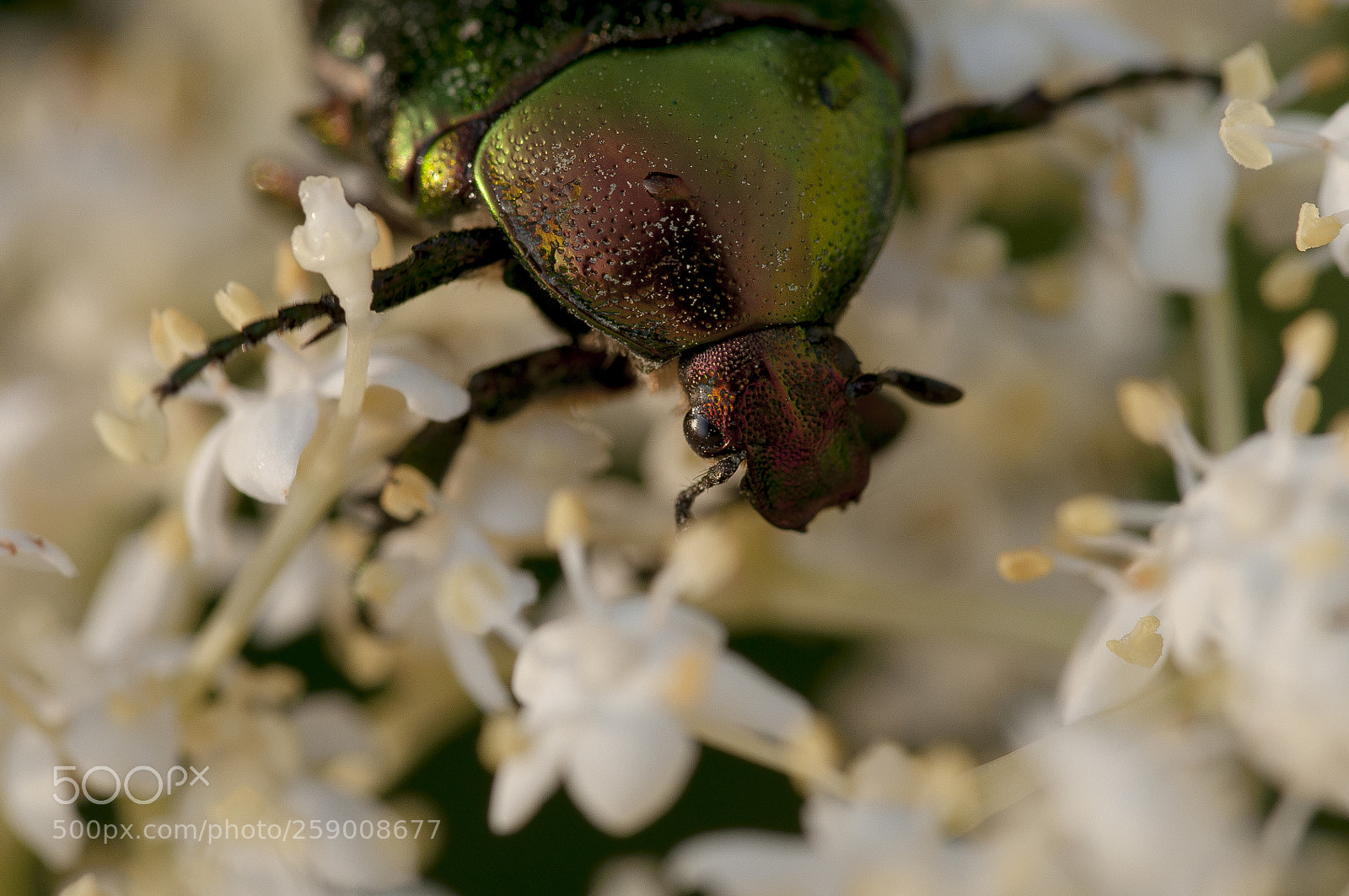 Nikon D90 sample photo. Rainbow bug photography