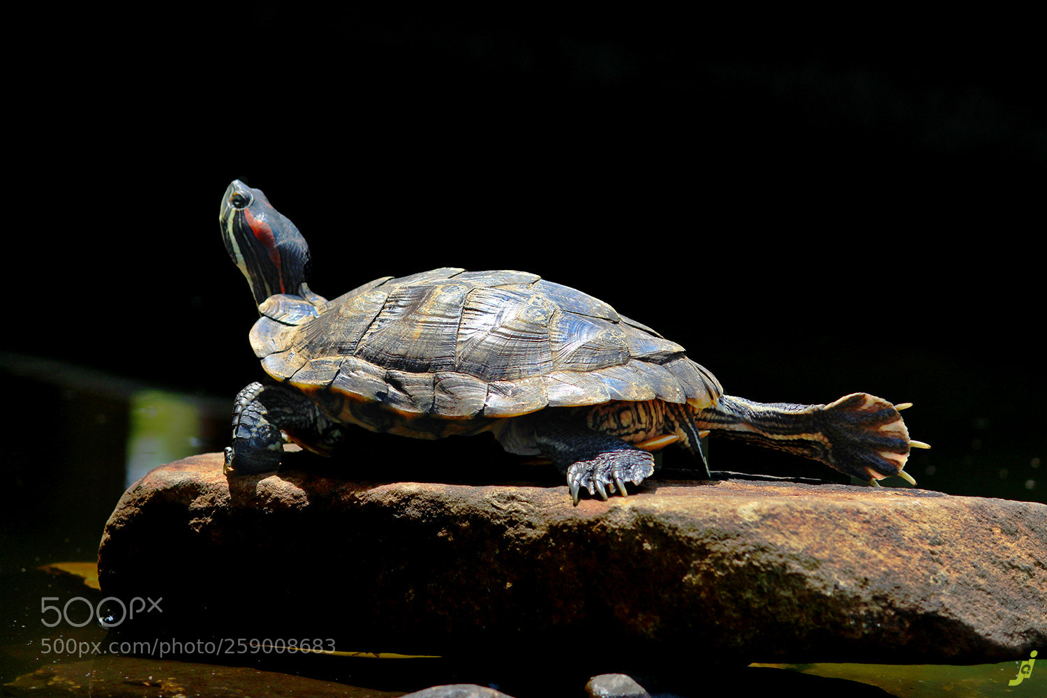 Canon EOS 600D (Rebel EOS T3i / EOS Kiss X5) sample photo. Sunbath photography