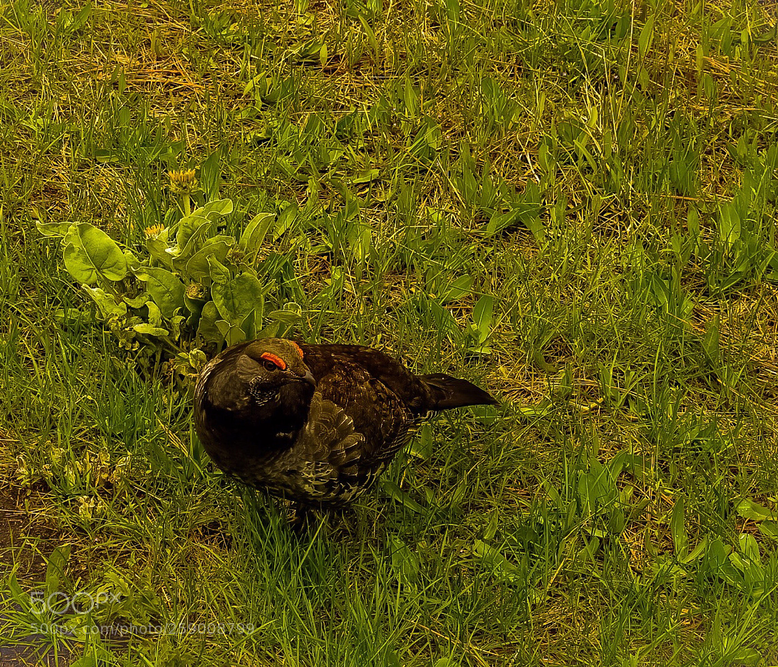 Nikon Coolpix P900 sample photo. Grumpy grouse photography