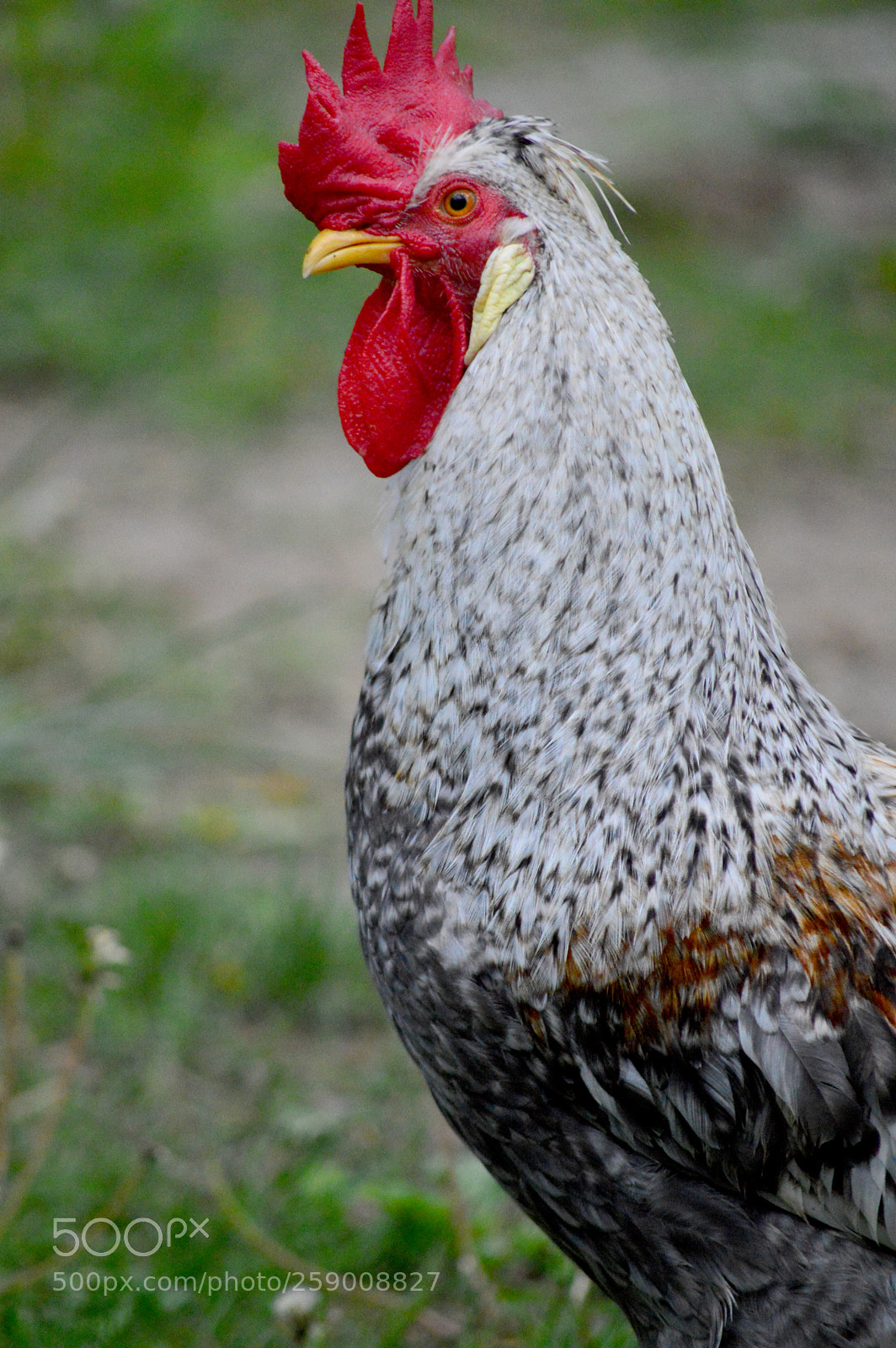 Nikon D3200 sample photo. Roo roo photography