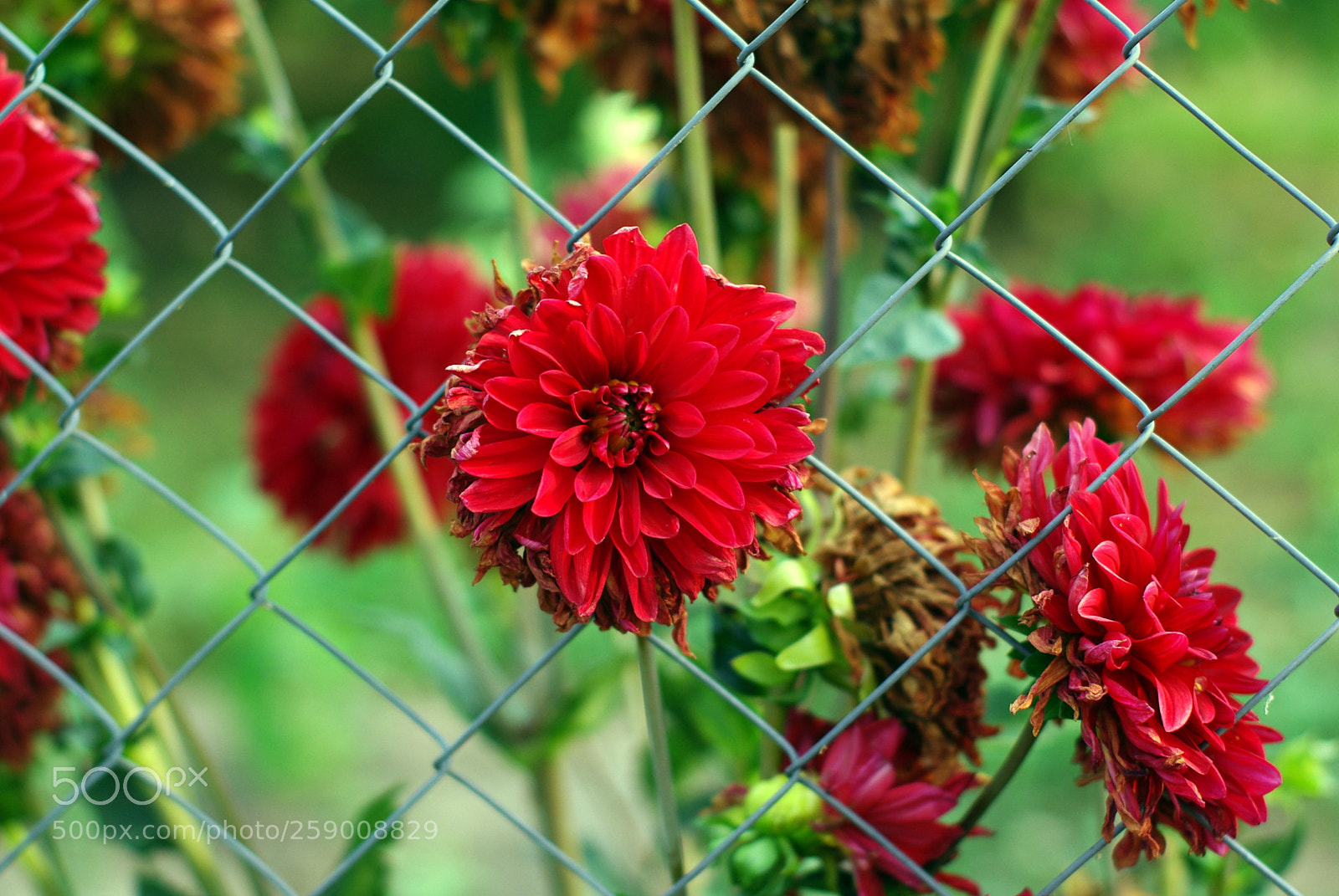 Pentax K200D sample photo. Red flower photography