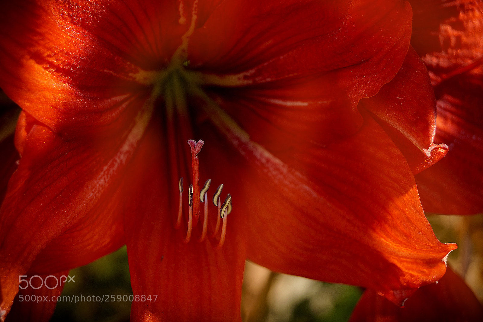 Sony SLT-A57 sample photo. Red in the garden photography