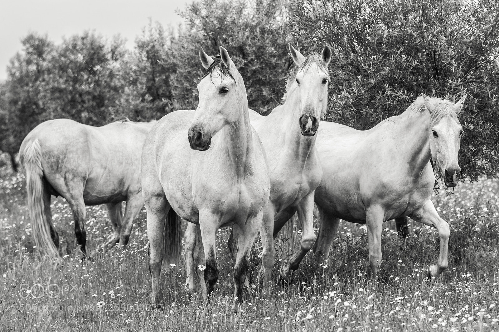 Canon EOS 650D (EOS Rebel T4i / EOS Kiss X6i) sample photo. Mares in nature photography