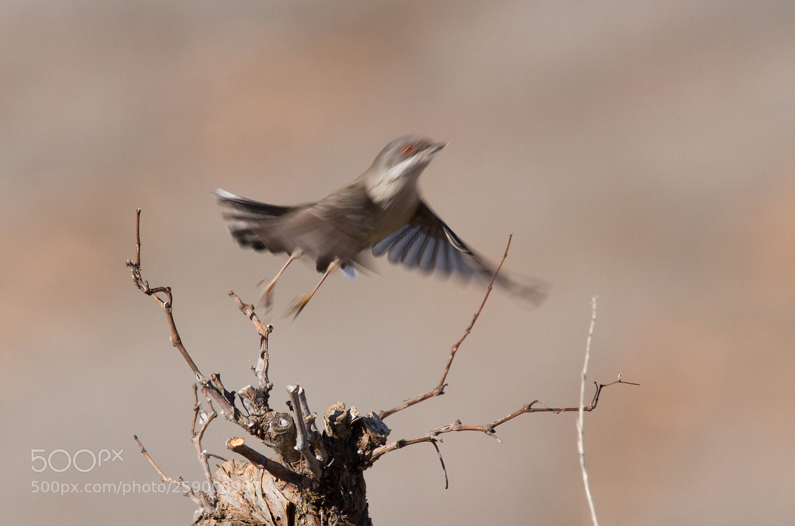 Canon EOS 7D sample photo. Mg photography