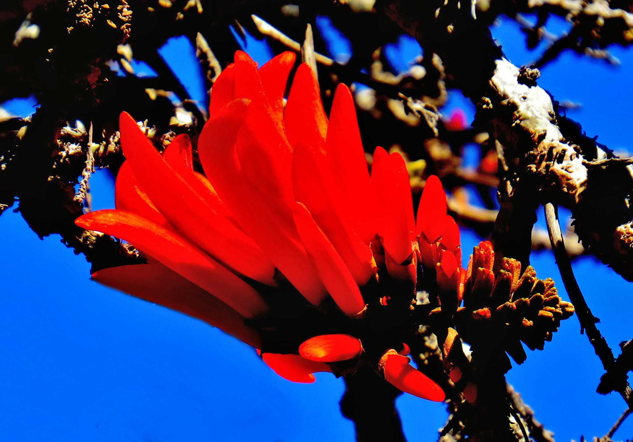 Canon PowerShot SX50 HS + 4.3 - 215.0 mm sample photo. Red pinecomb flower photography