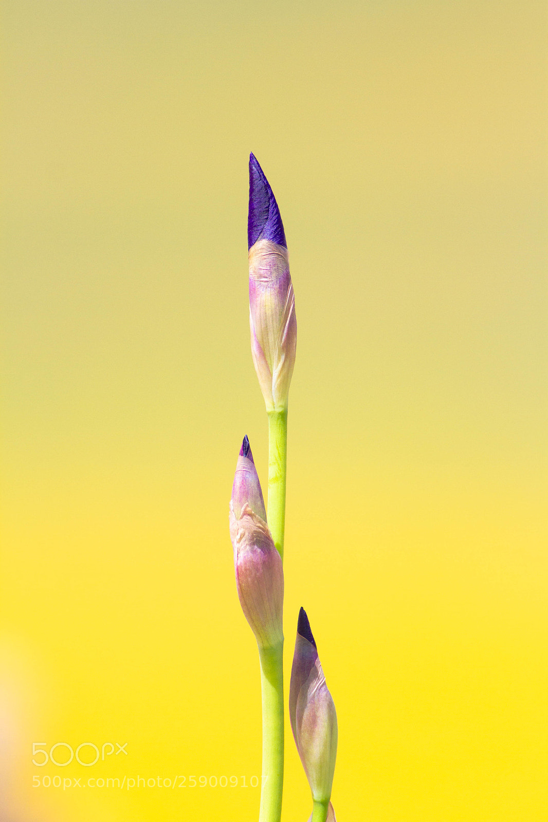Canon EOS 7D sample photo. Mg photography