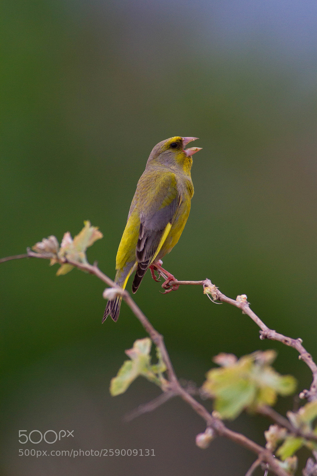 Canon EOS 7D sample photo. Mg photography
