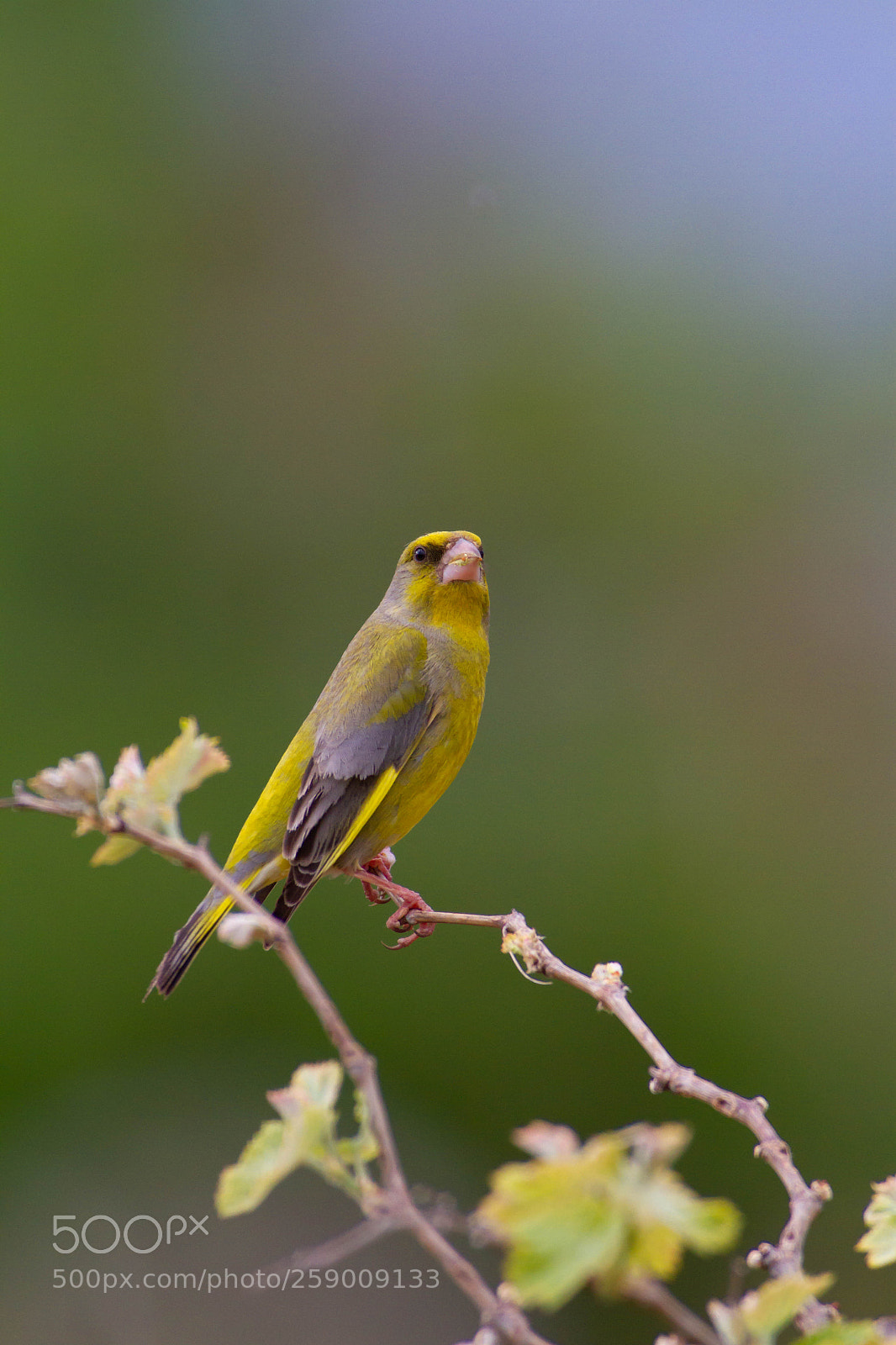 Canon EOS 7D sample photo. Mg photography