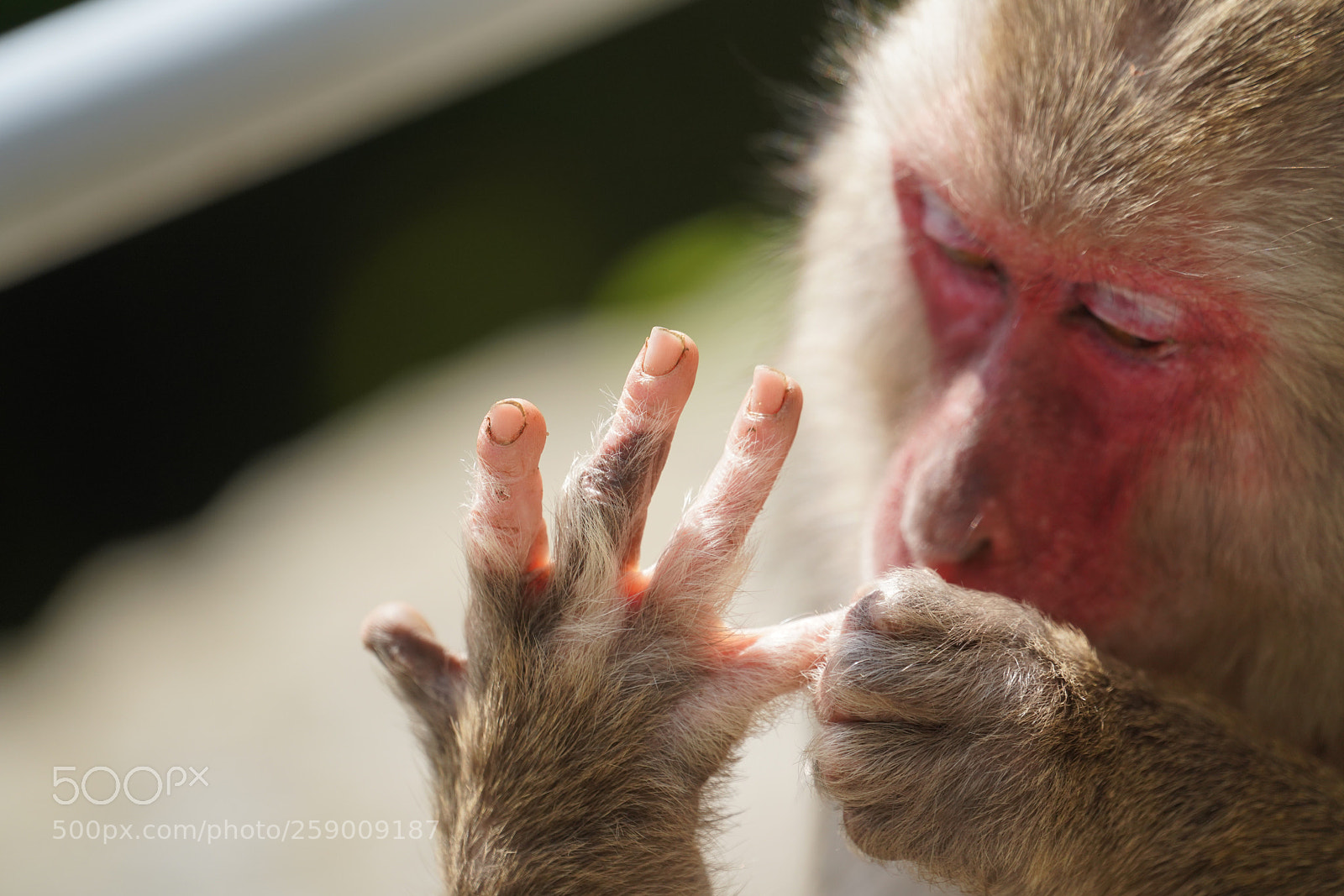 Sony a7R III sample photo. White finger monkey photography