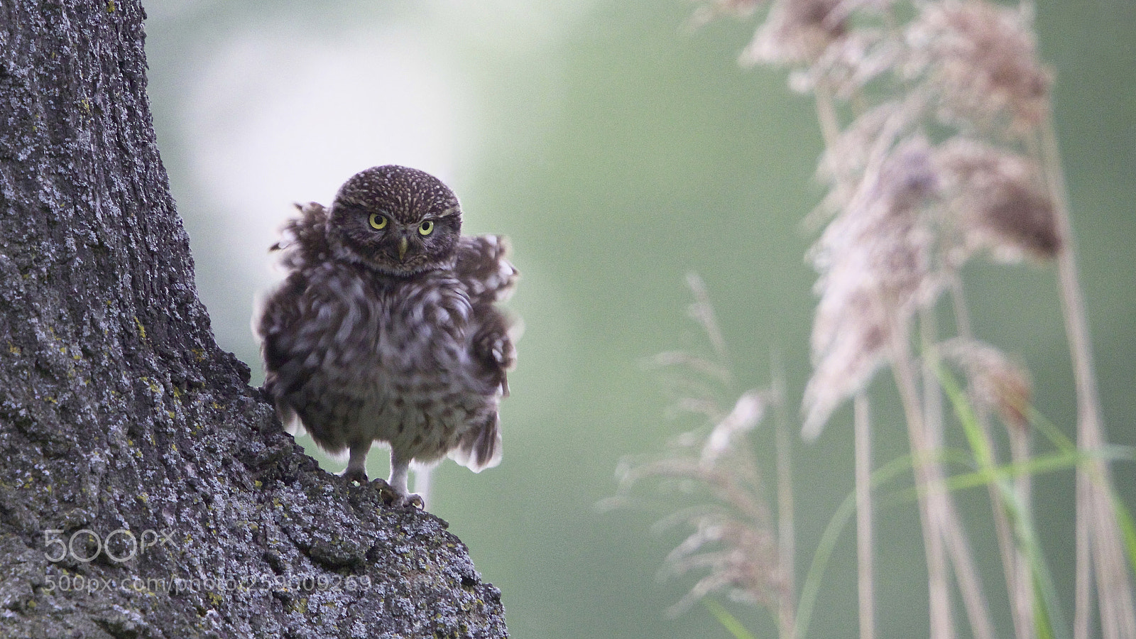 Canon EOS 7D Mark II sample photo. Athene noctua, springs shaking photography