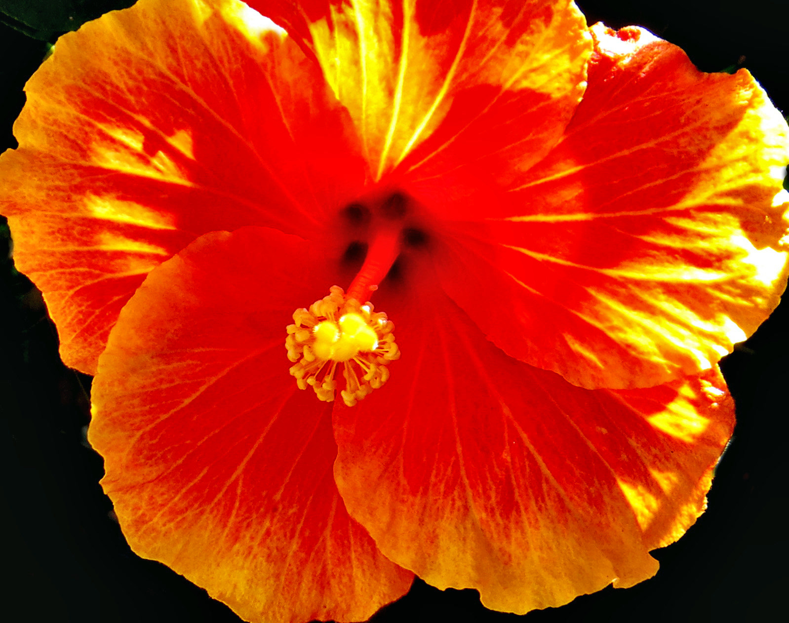 Canon PowerShot SX50 HS sample photo. Gold hibiscus flower photography
