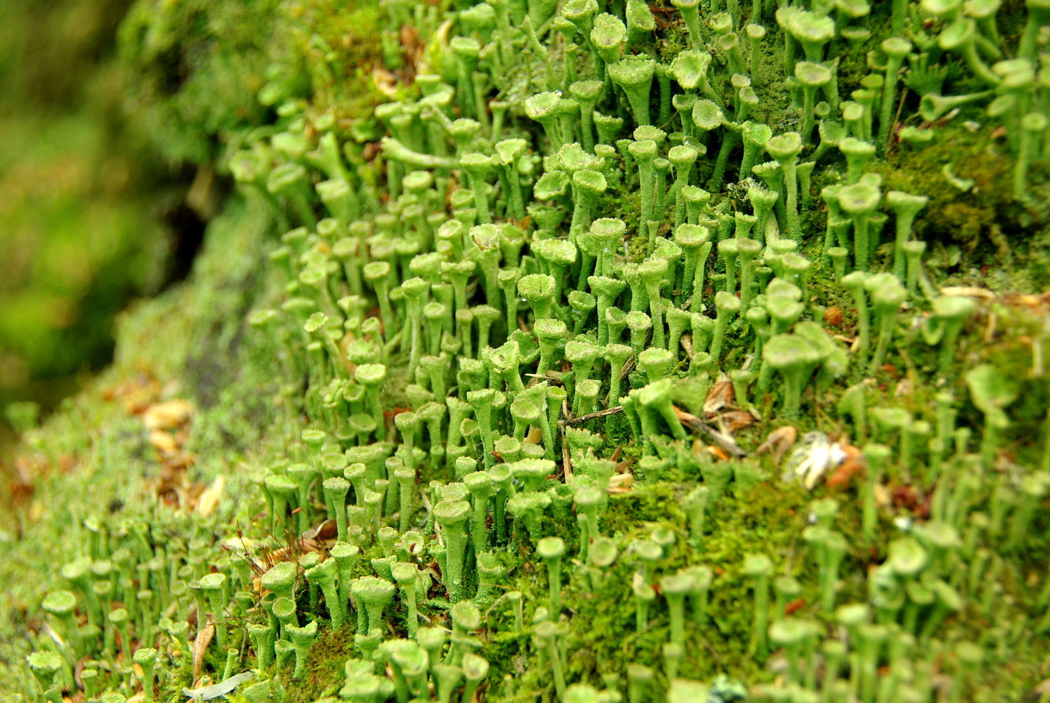 Pentax K200D sample photo. Moss photography