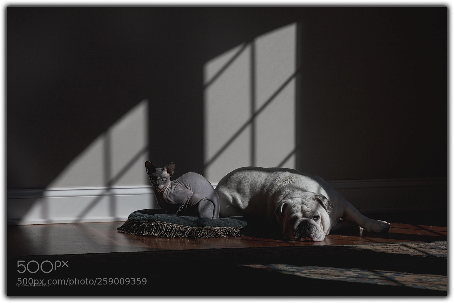 Canon EOS-1Ds Mark III sample photo. Bocce & sumo photography