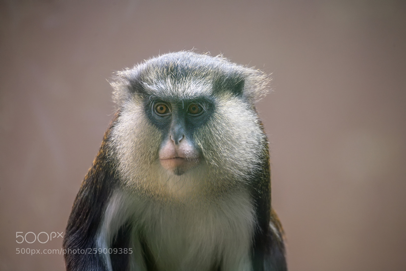 Canon EOS 5D sample photo. Portrait of a monkey photography