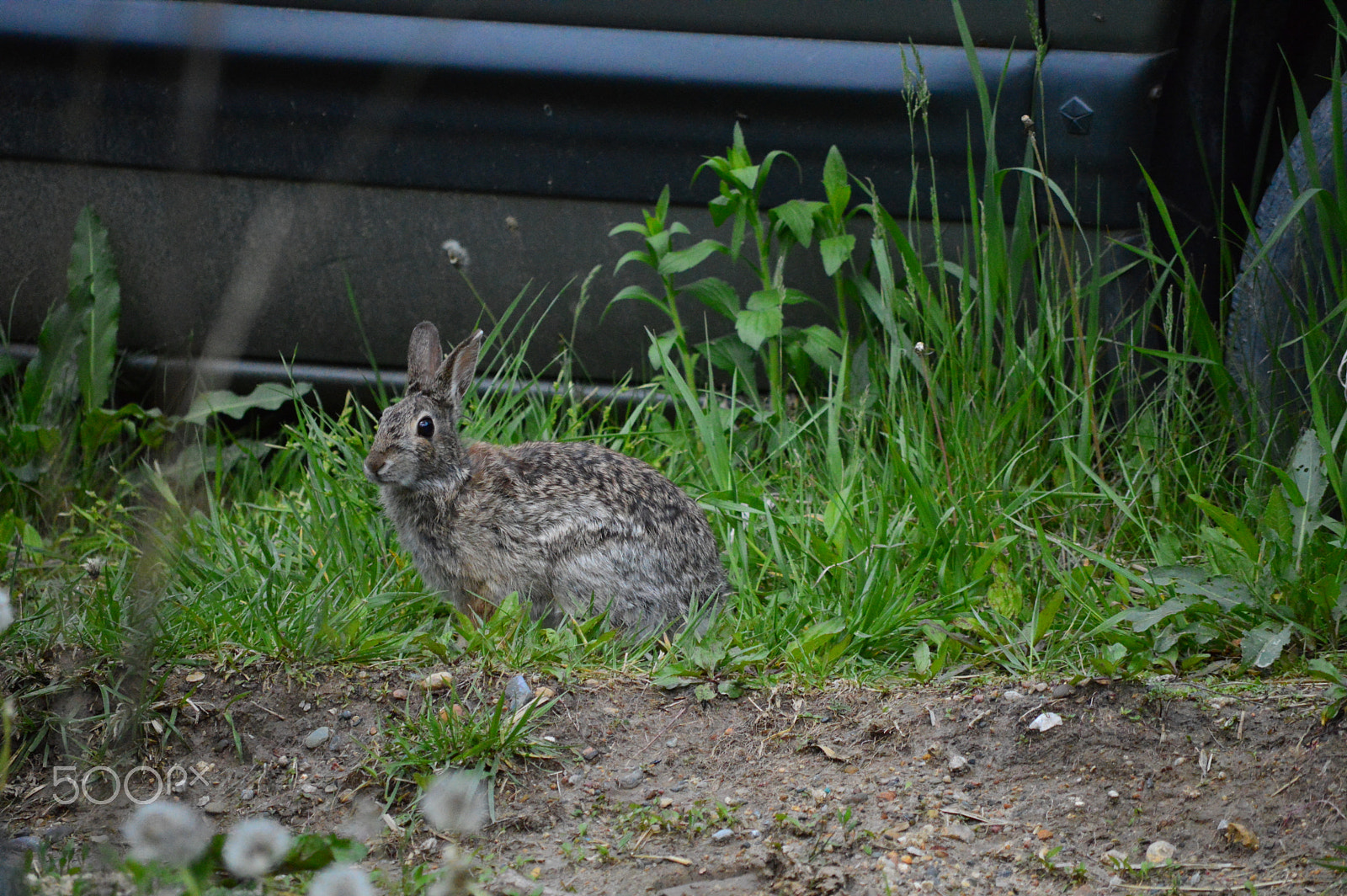 Nikon D3200 sample photo. Rabbit photography