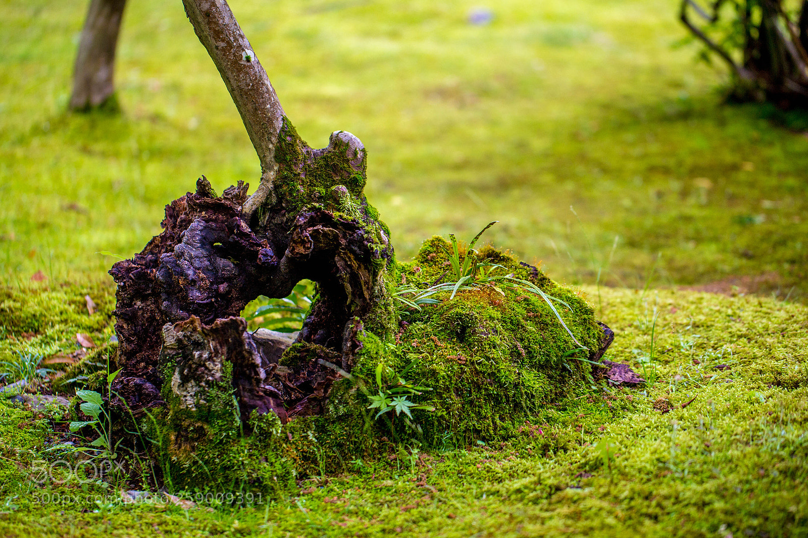 Canon EOS 6D sample photo. The hart tree photography