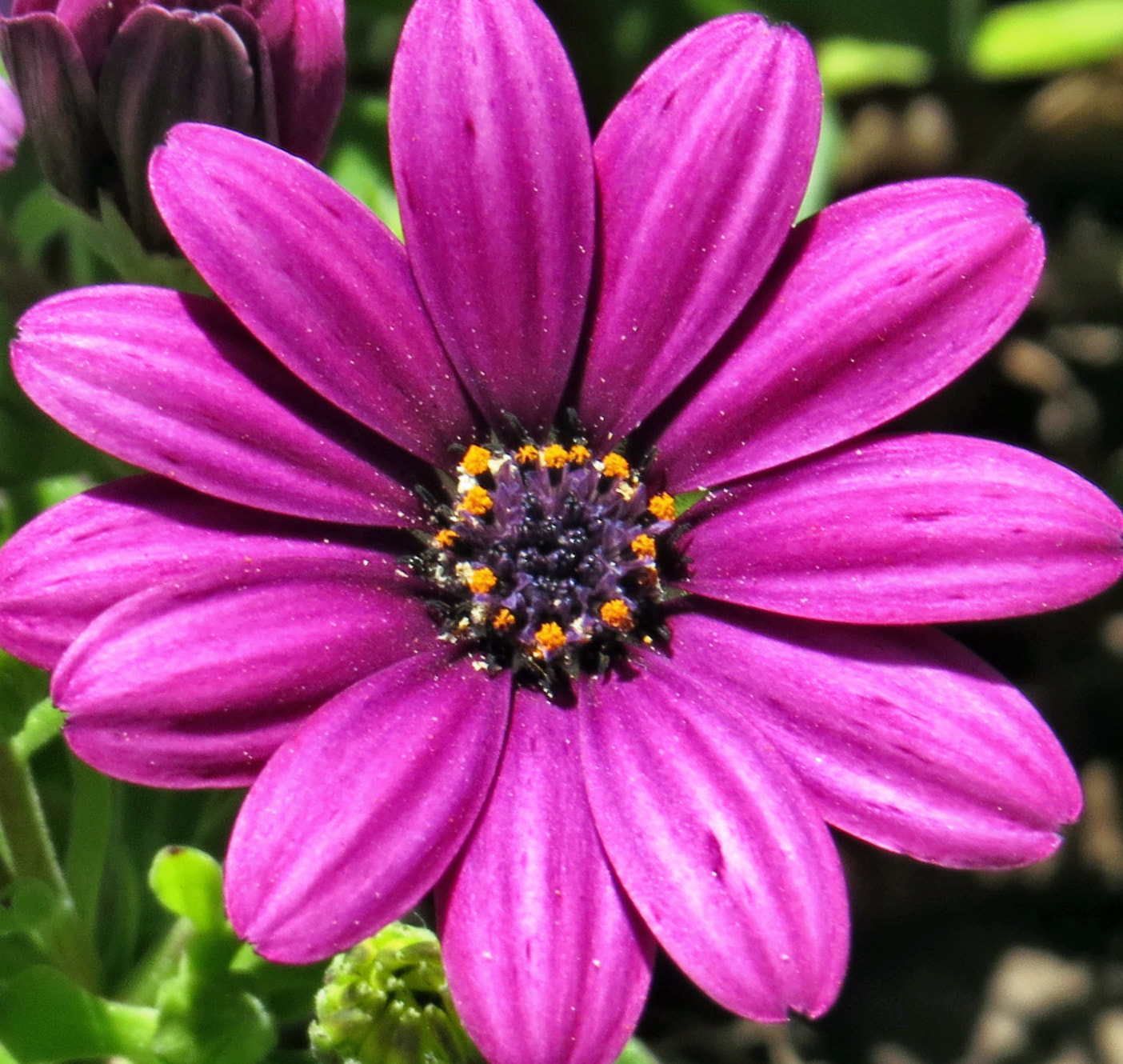 Canon PowerShot SX50 HS + 4.3 - 215.0 mm sample photo. Purple daisy flower photography