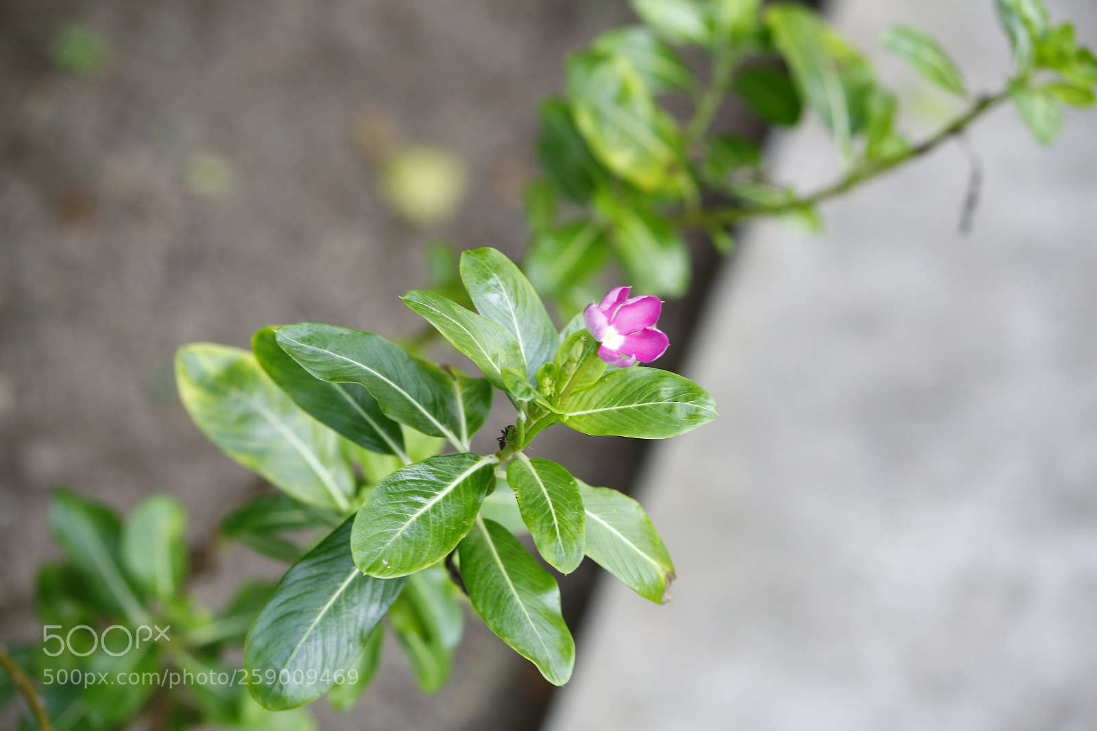 Canon EF-S 55-250mm F4-5.6 IS II sample photo. Just blossom photography