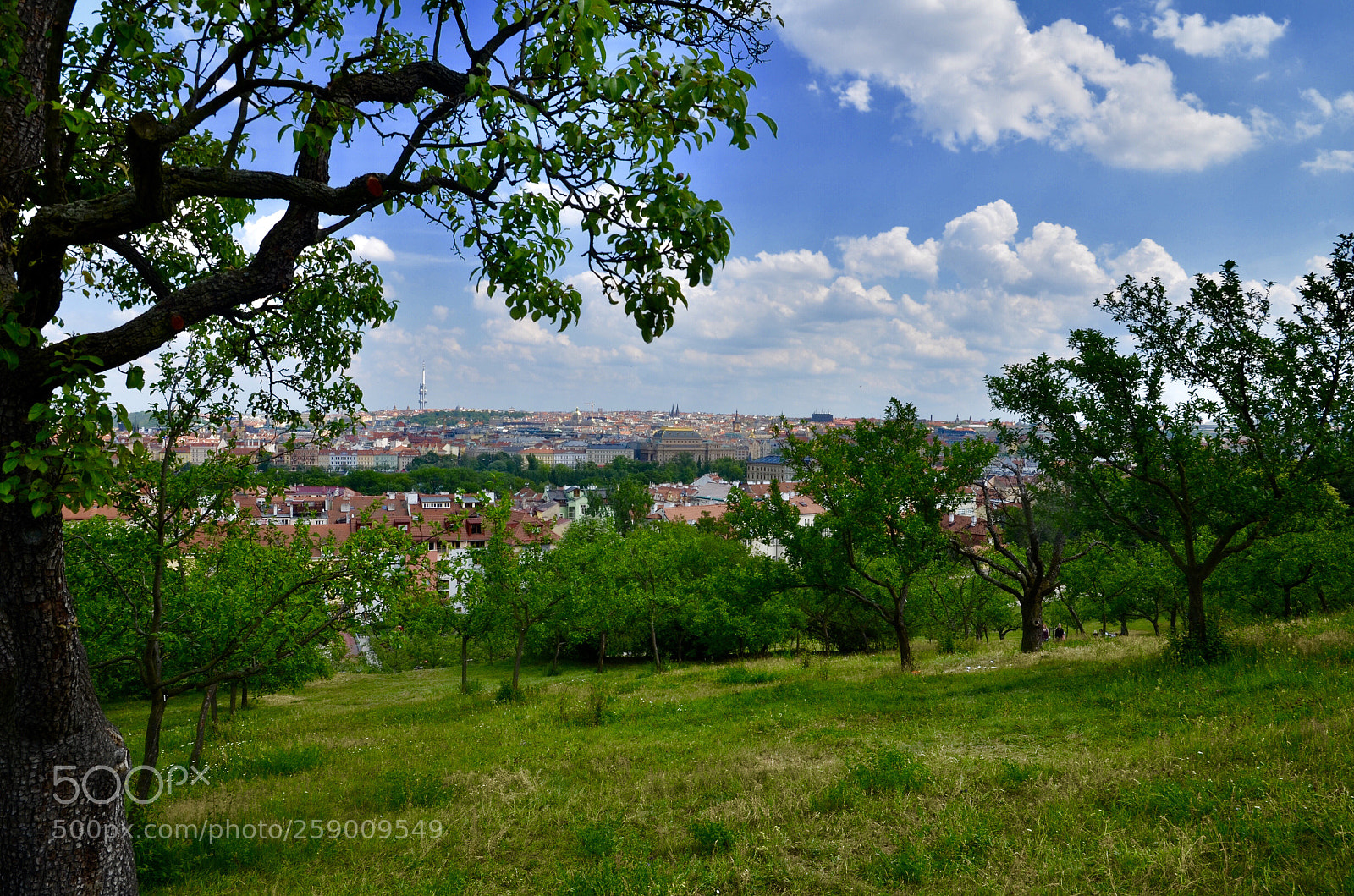Nikon D5100 sample photo. Prague from pet n photography