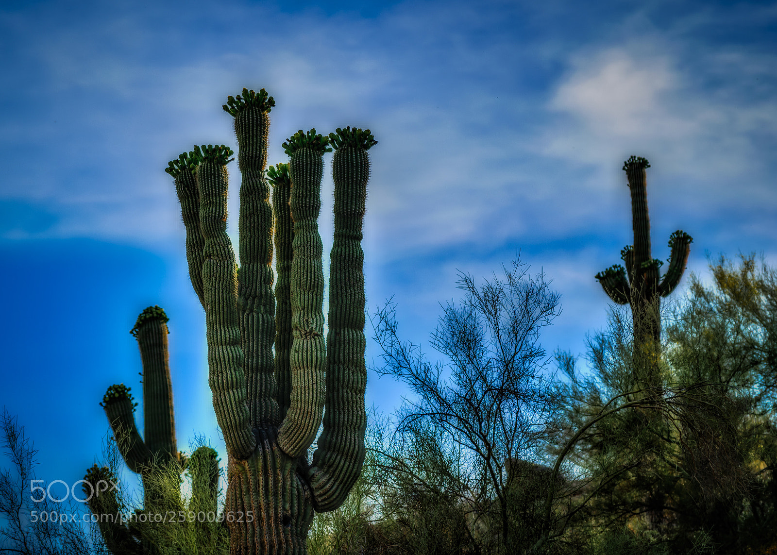 Nikon D5300 sample photo. Saguaro cacti photography