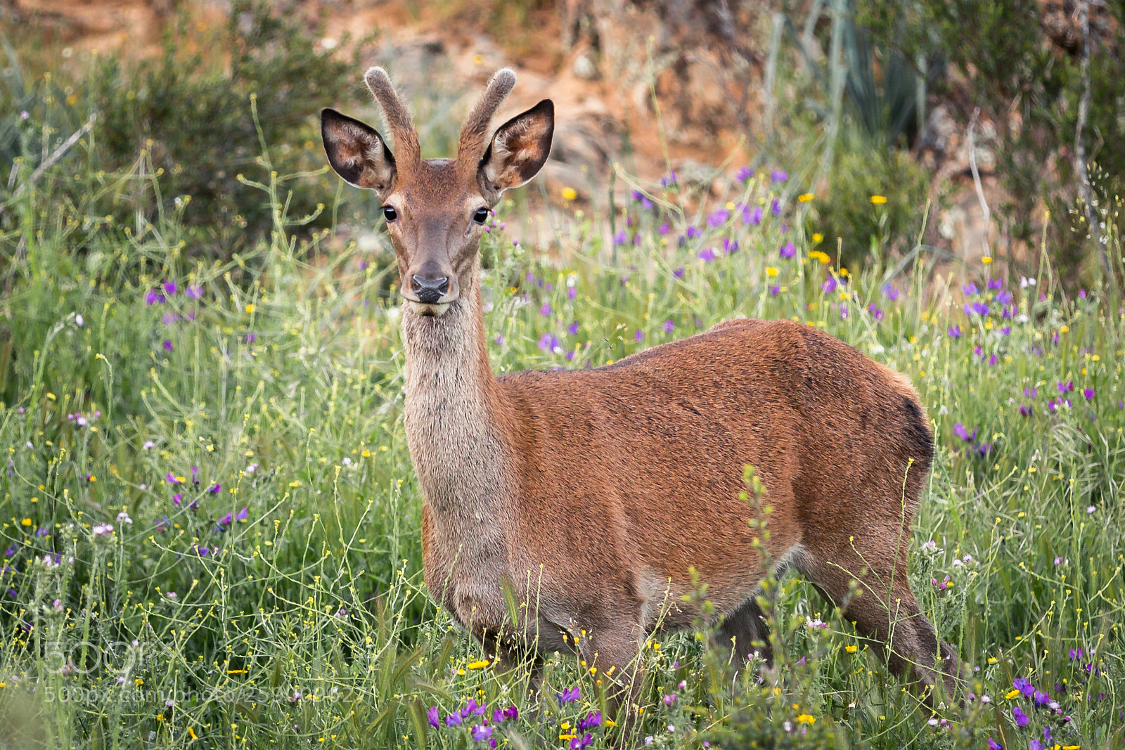 Canon EOS 650D (EOS Rebel T4i / EOS Kiss X6i) sample photo. Young deer photography