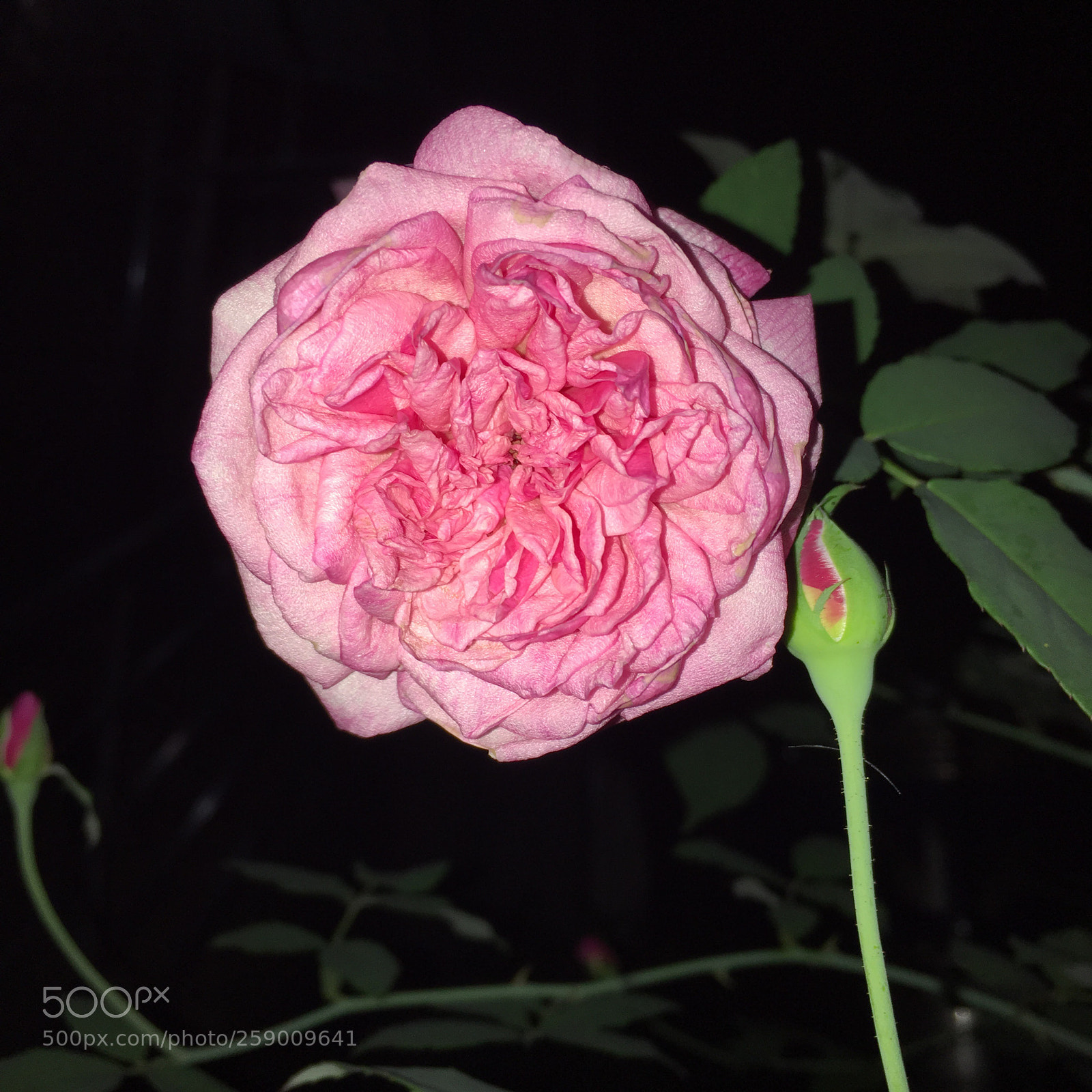 Apple iPhone 6s Plus sample photo. Rose photography