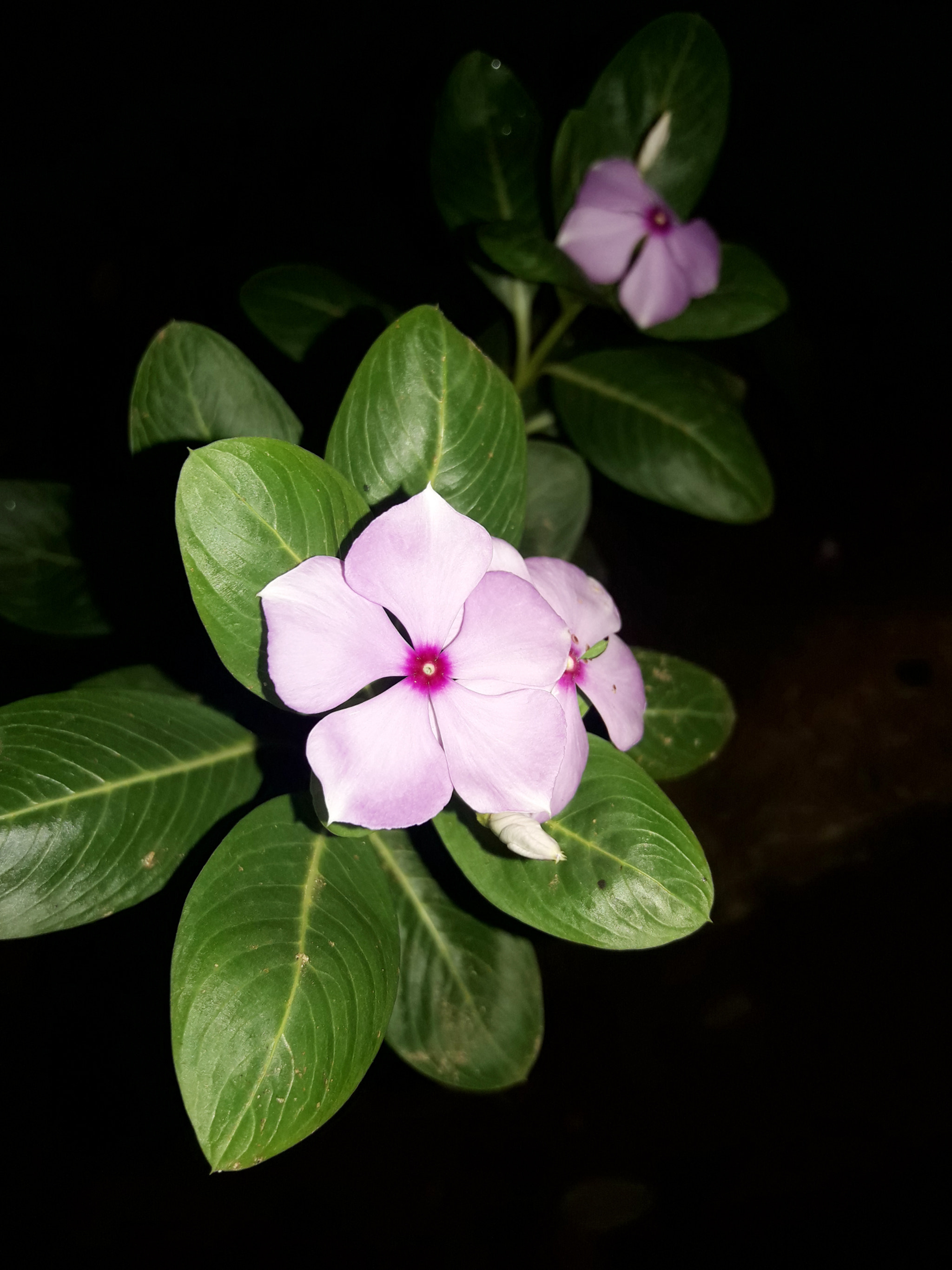 Samsung Galaxy J7 Neo sample photo