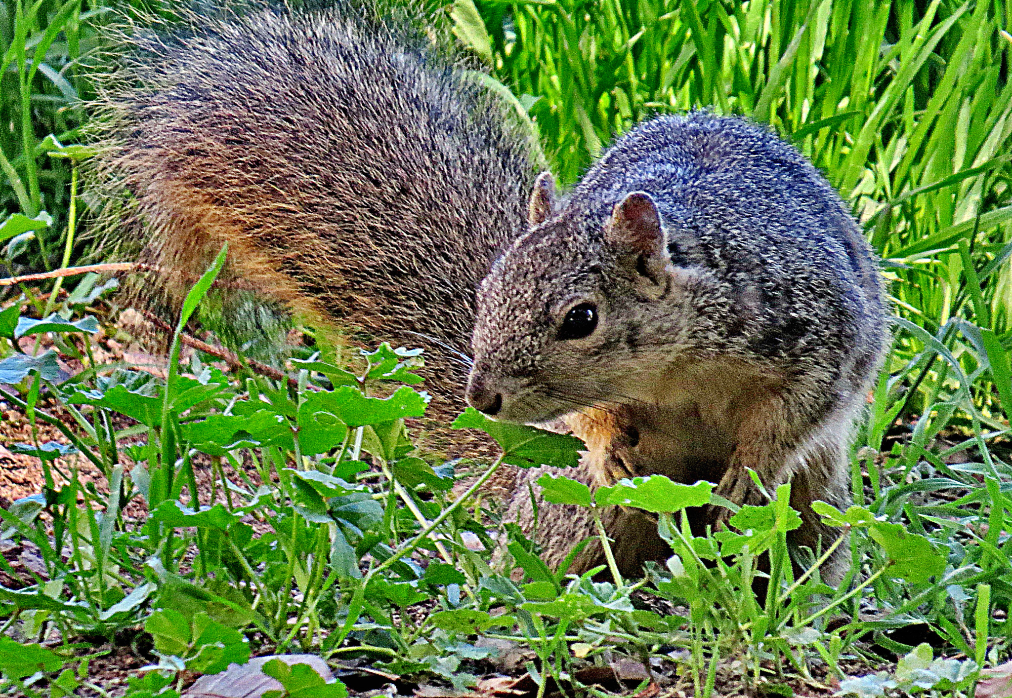 Canon PowerShot SX50 HS + 4.3 - 215.0 mm sample photo. Squirrel in the park photography