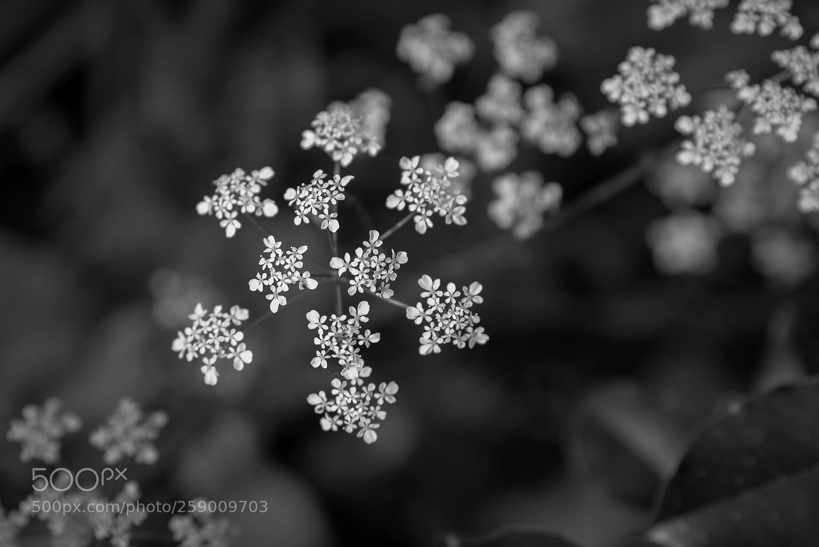 Nikon D800 sample photo. My b w collection photography