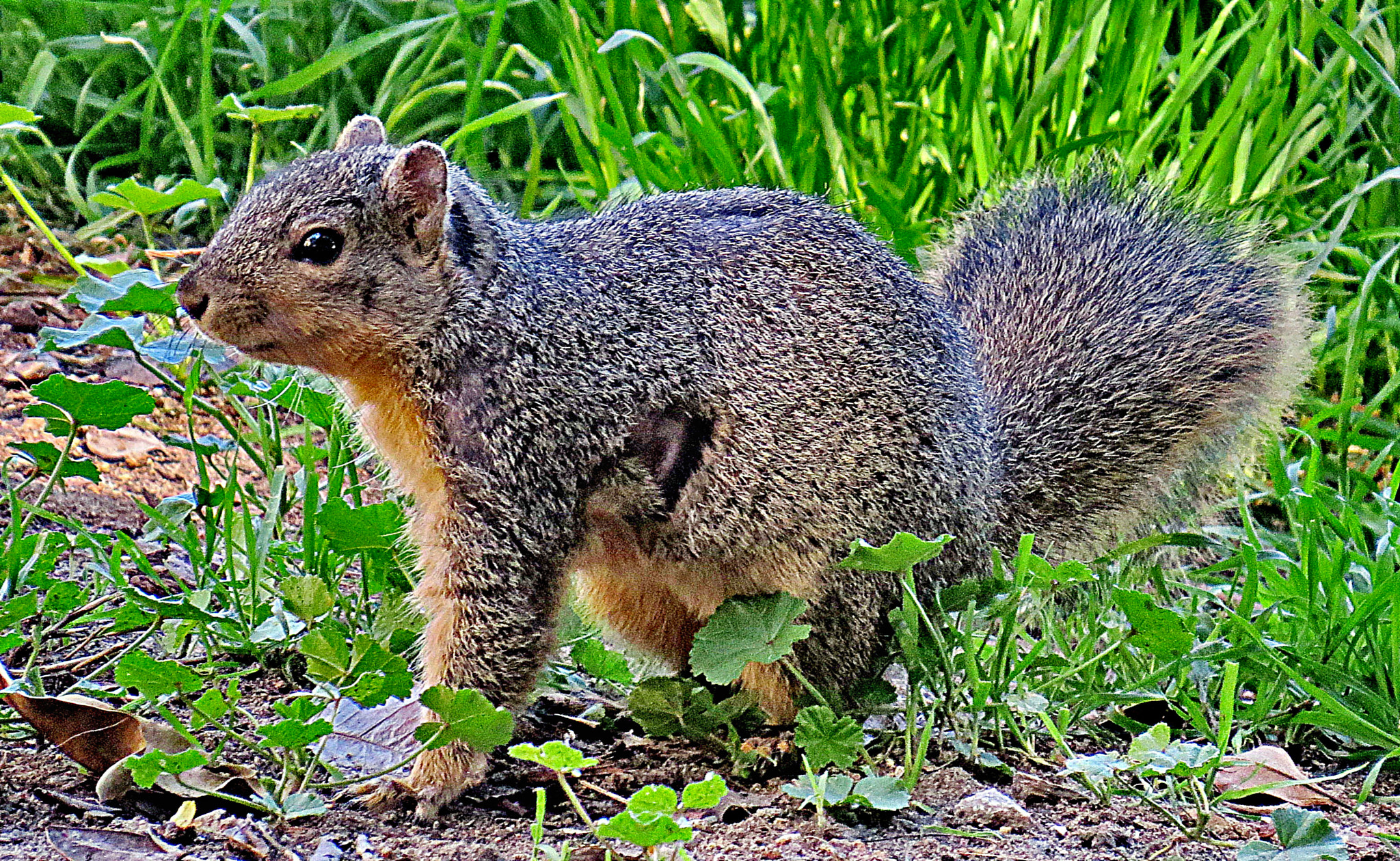 Canon PowerShot SX50 HS + 4.3 - 215.0 mm sample photo. Squirrel walking in the park photography