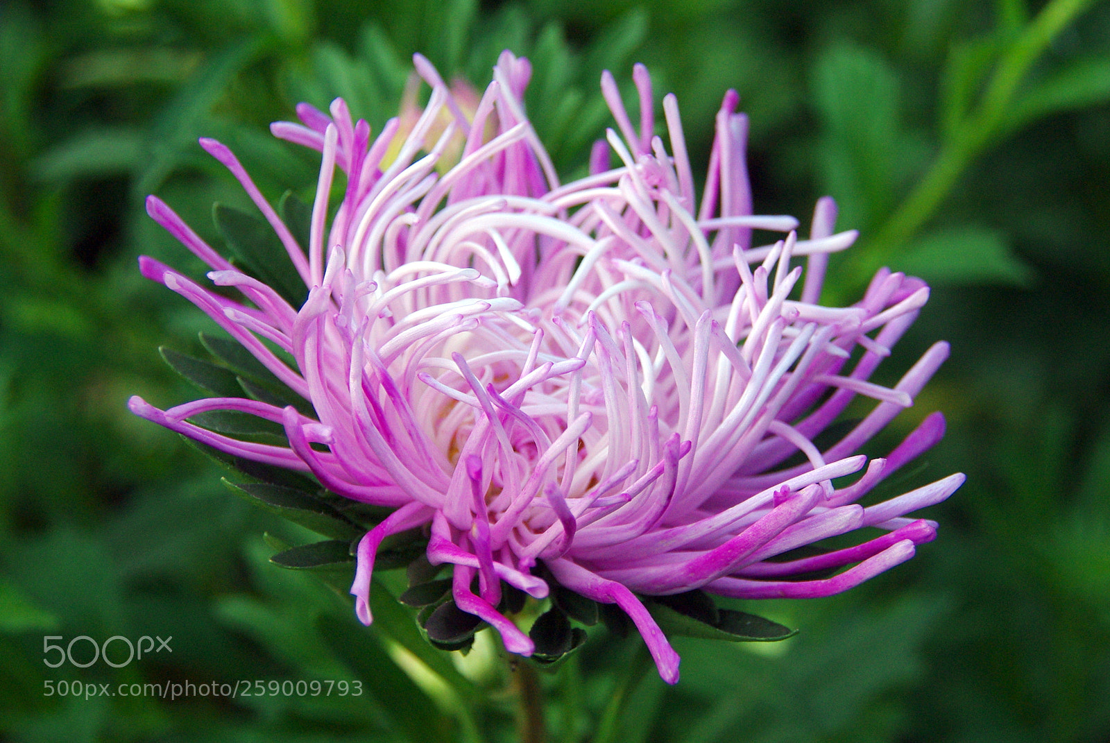 Pentax K200D sample photo. Aster photography