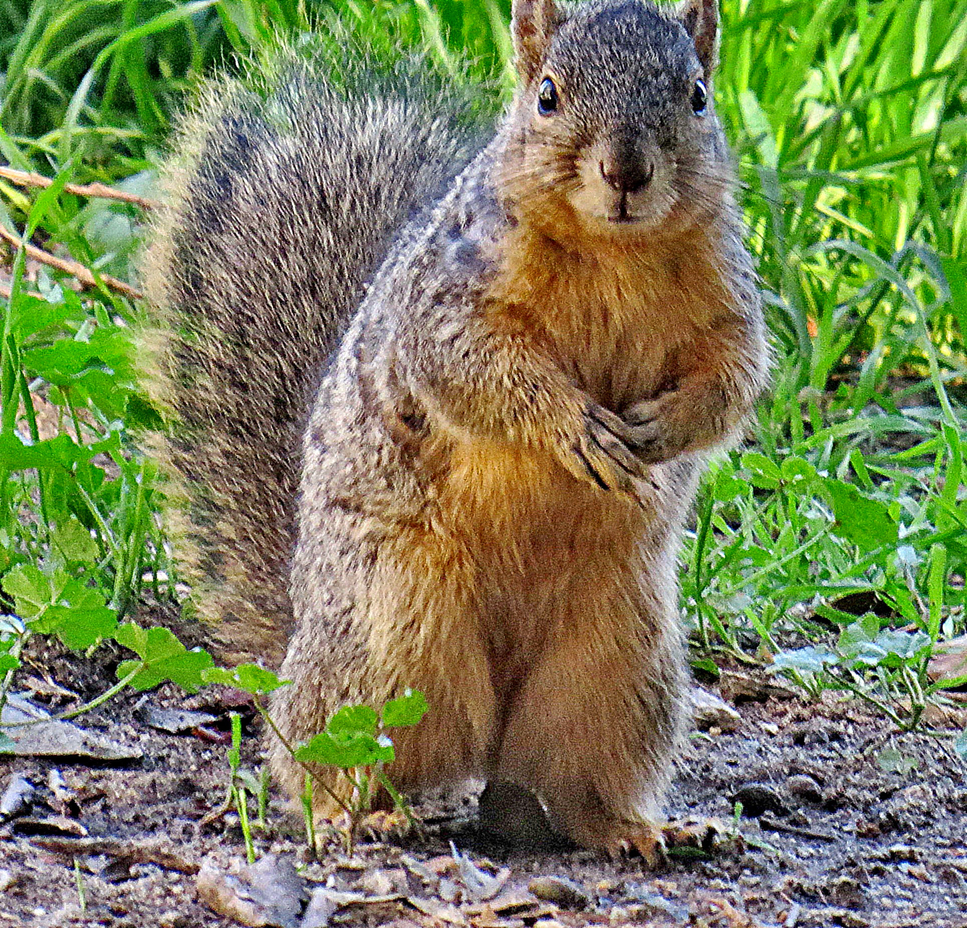 4.3 - 215.0 mm sample photo. Squirrel asking you for some food photography