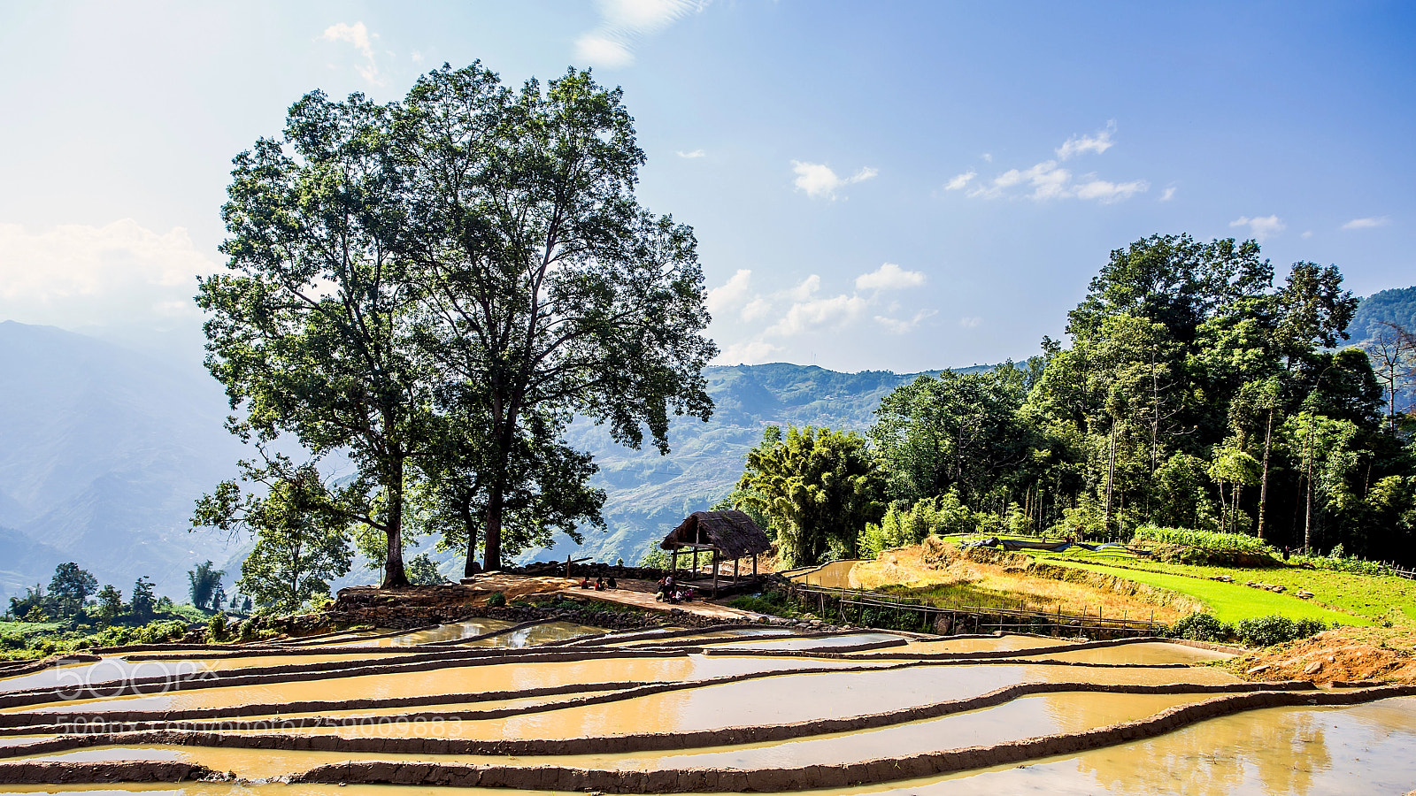 Canon EOS 6D sample photo. Terraced rice field in photography