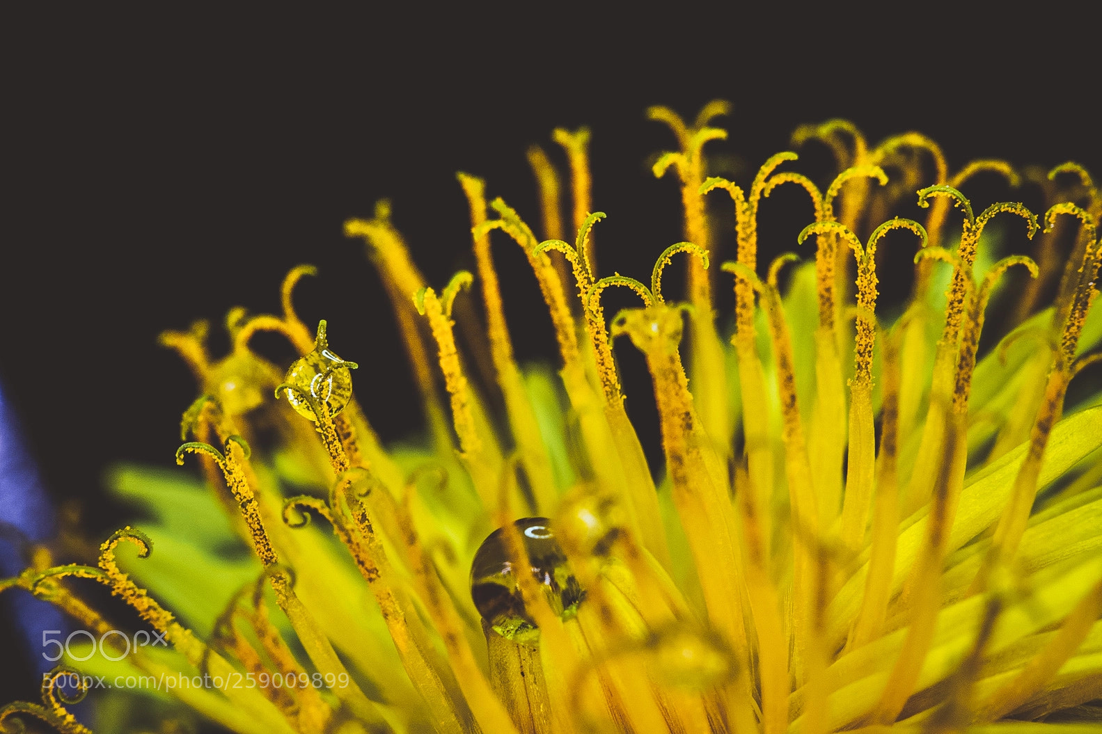 Canon EOS 700D (EOS Rebel T5i / EOS Kiss X7i) sample photo. Moody dandelion photography