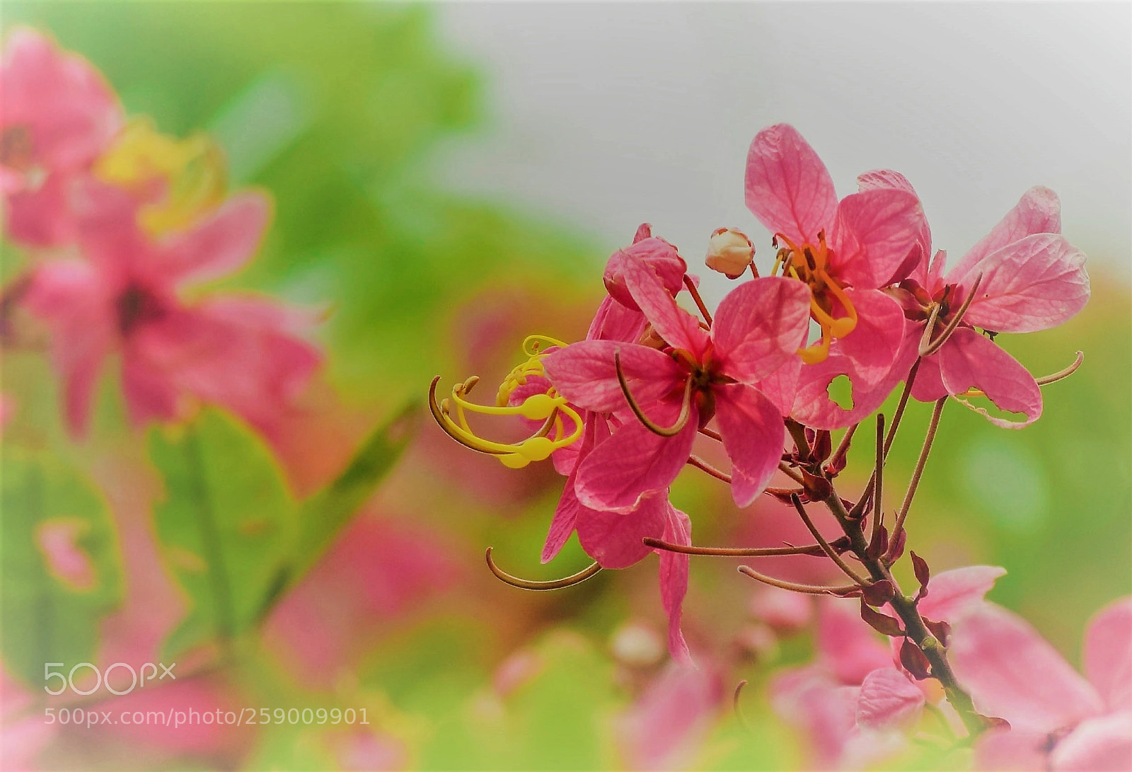Nikon D5300 sample photo. Cassia javanica photography