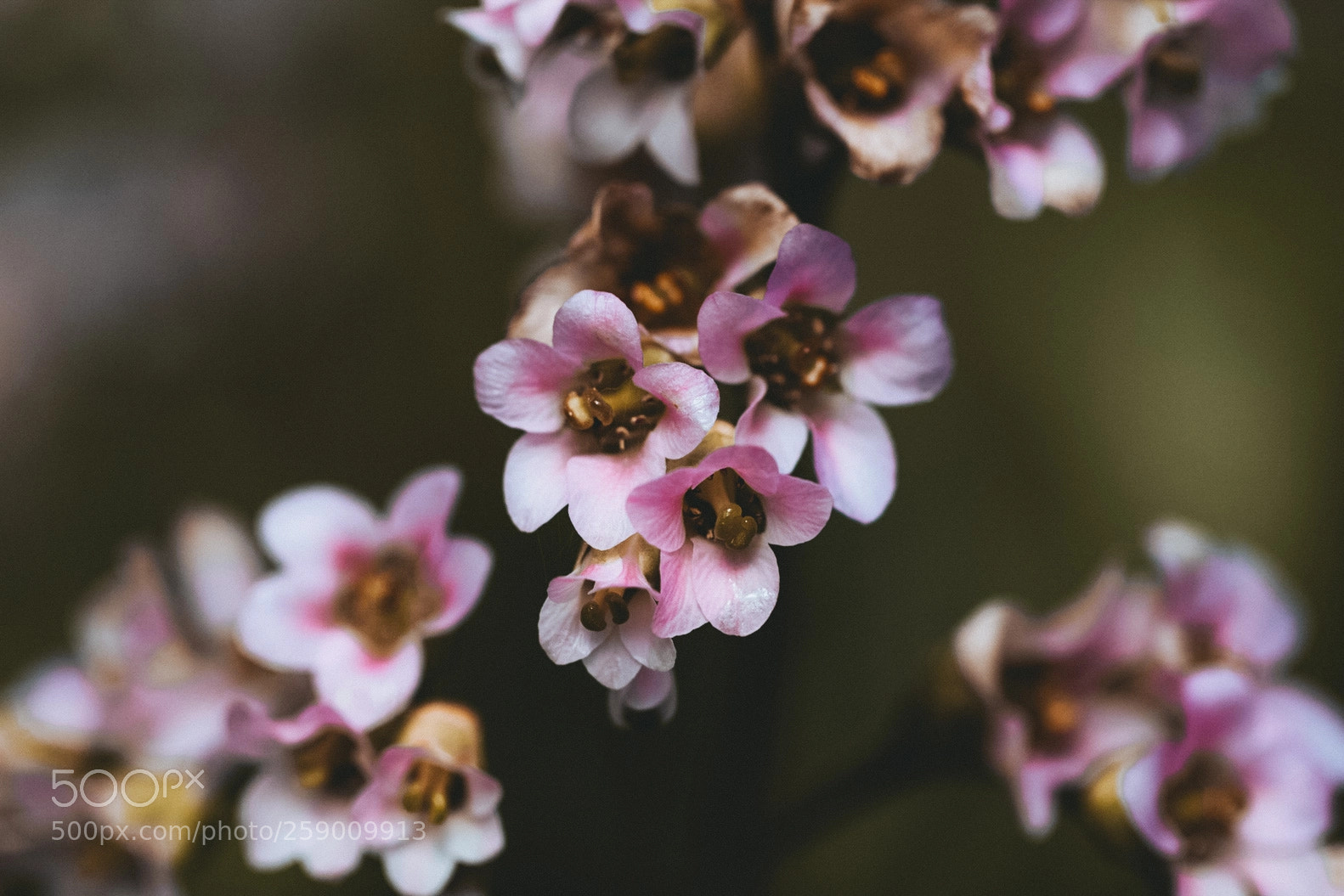 Canon EOS 700D (EOS Rebel T5i / EOS Kiss X7i) sample photo. Moody photography