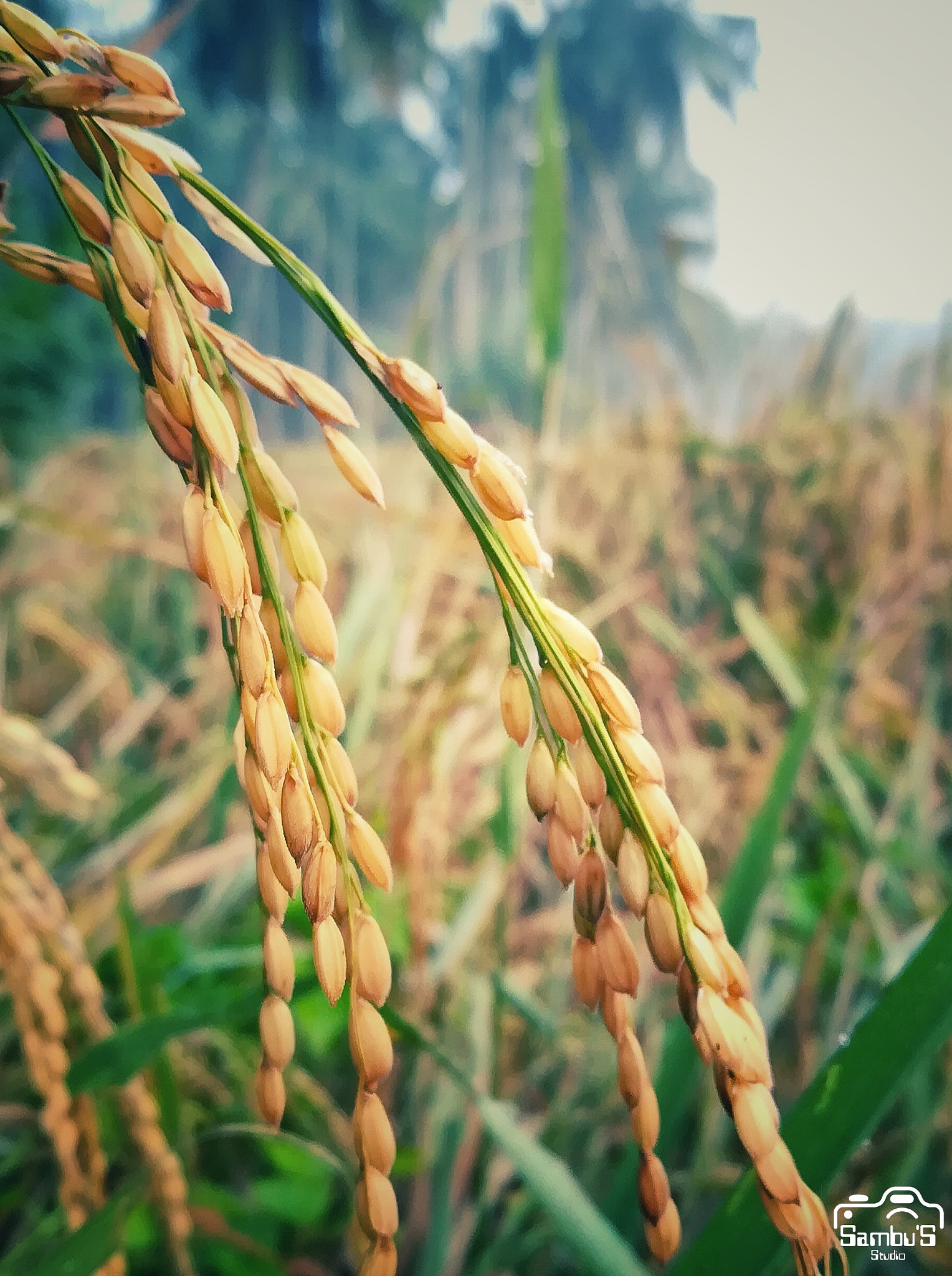 HUAWEI honor 6x sample photo. Rice.....!! photography