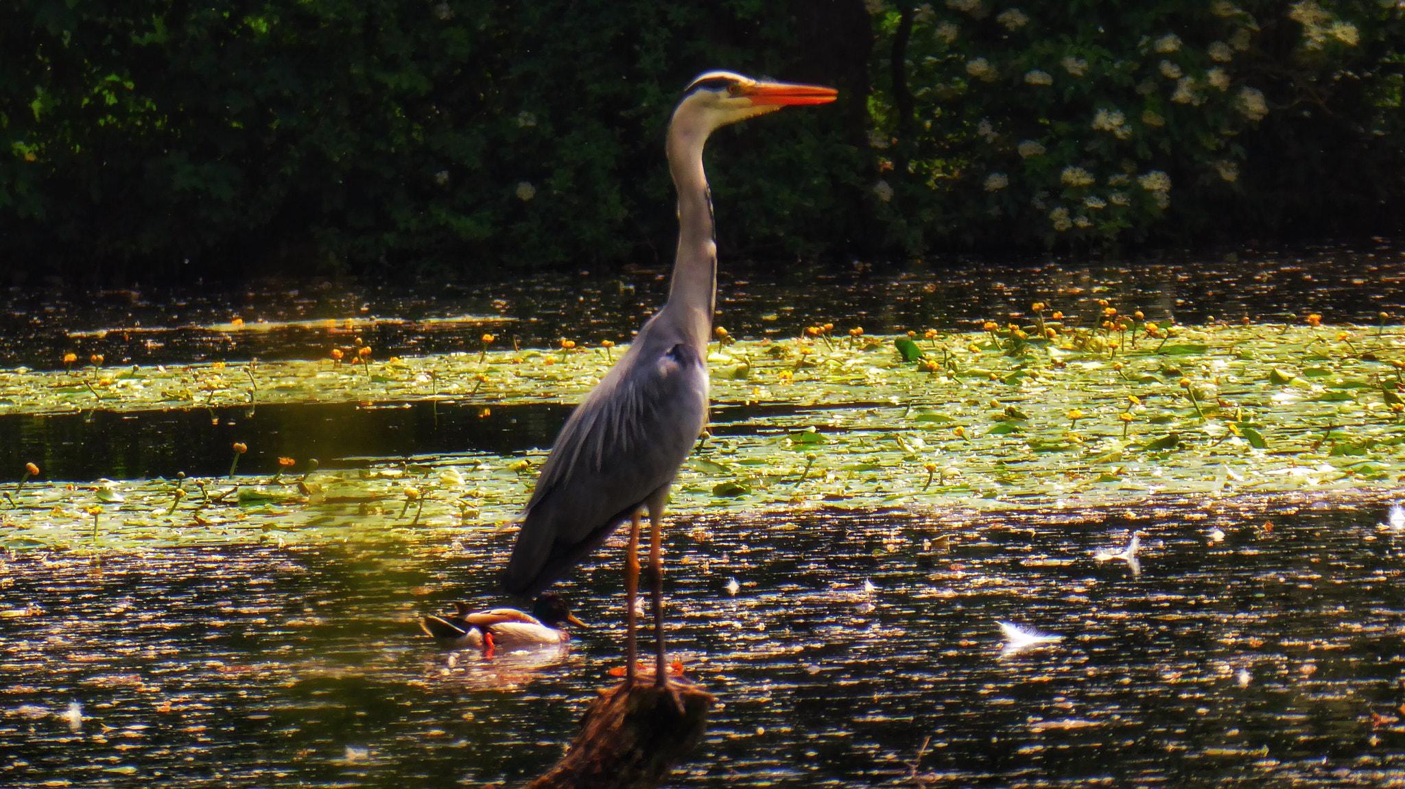 Panasonic DMC-TZ71 sample photo. Fischreiher photography