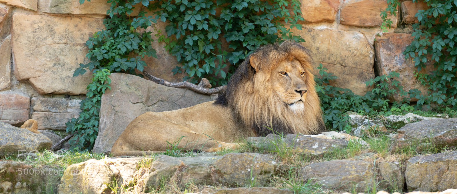 Sony a7R II sample photo. Relaxing lion photography