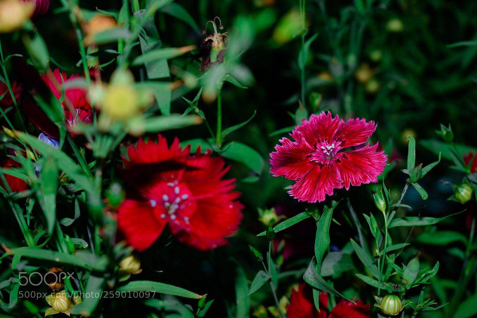 Nikon D3300 sample photo. Цветы photography