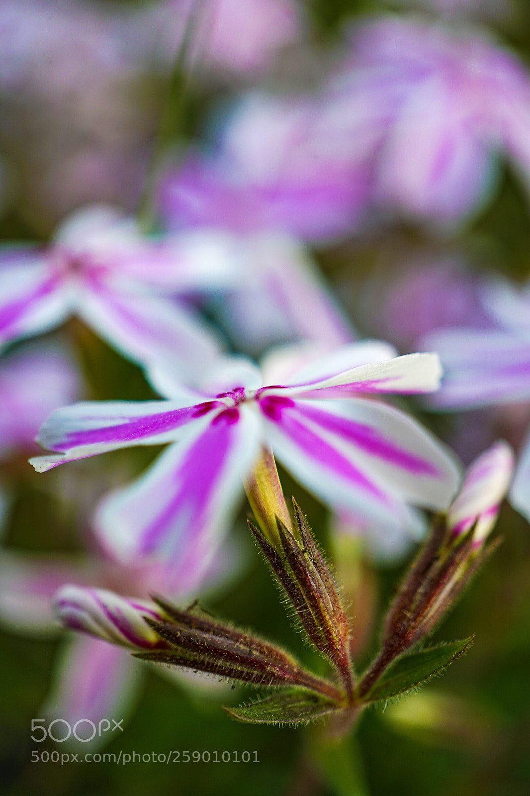 Sony a7 II sample photo. Colorful garden world photography