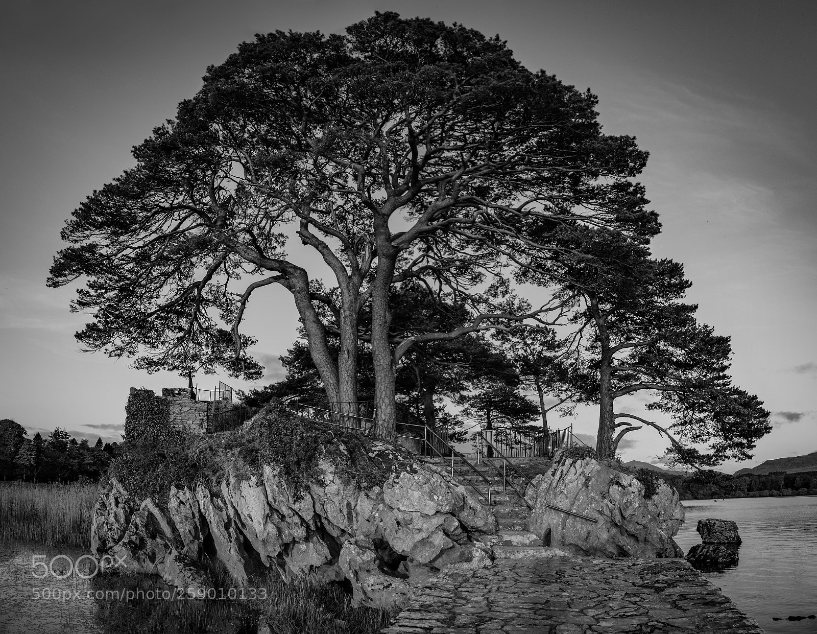 Pentax K-70 sample photo. Big bw tree photography