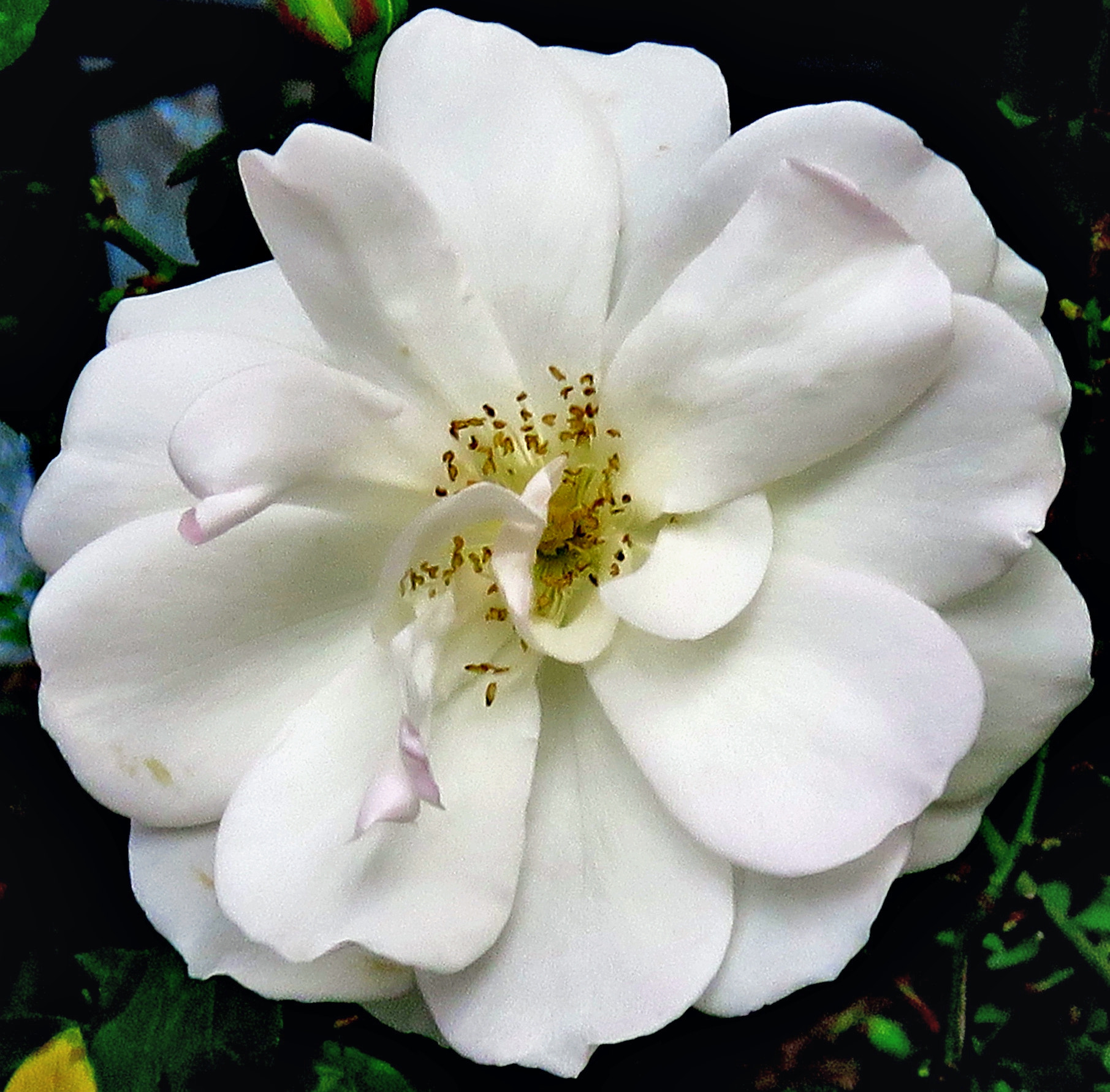 Canon PowerShot SX60 HS + 3.8 - 247.0 mm sample photo. White carnation flower photography