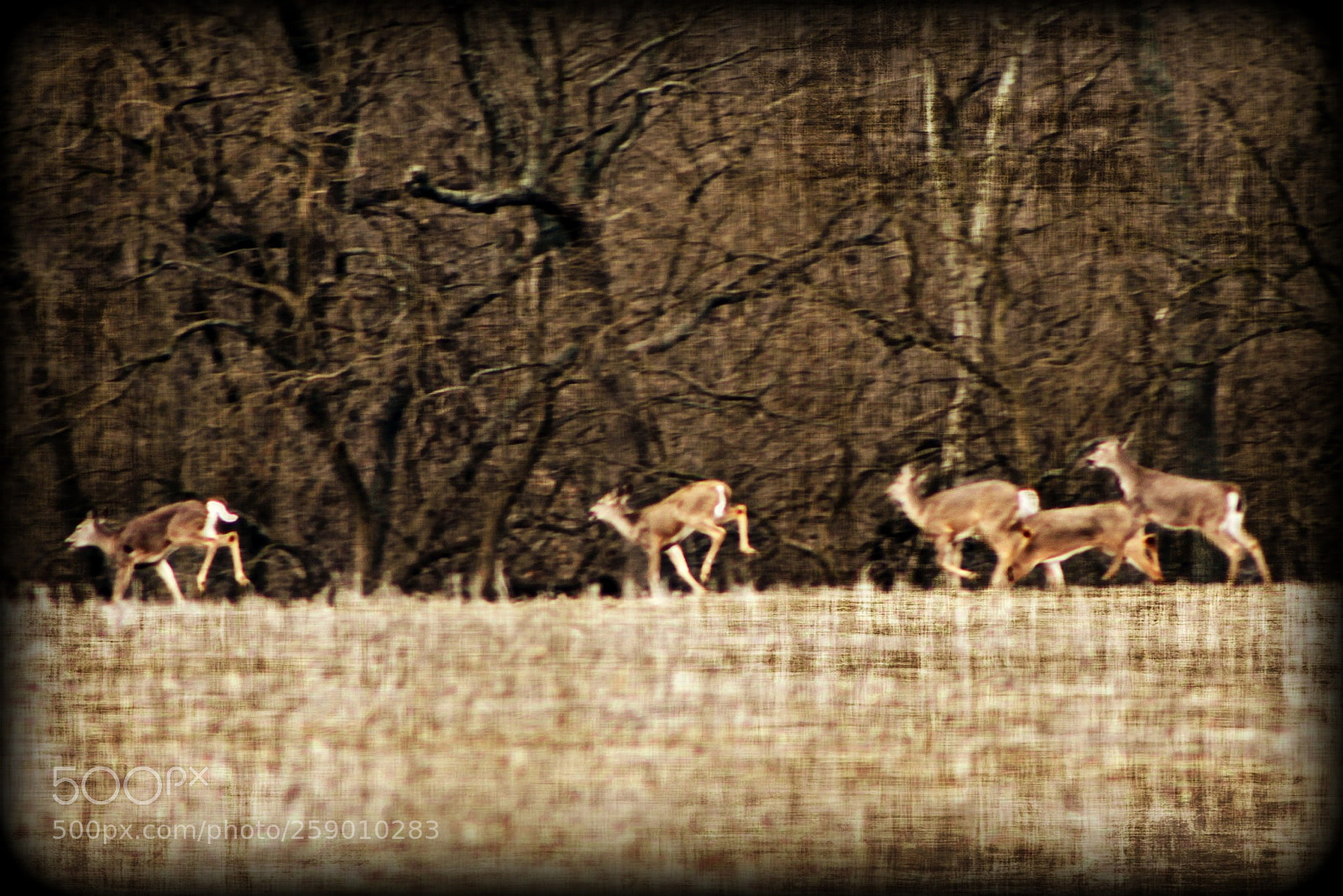 Canon EF 75-300mm f/4-5.6 sample photo. 5 little deer photography